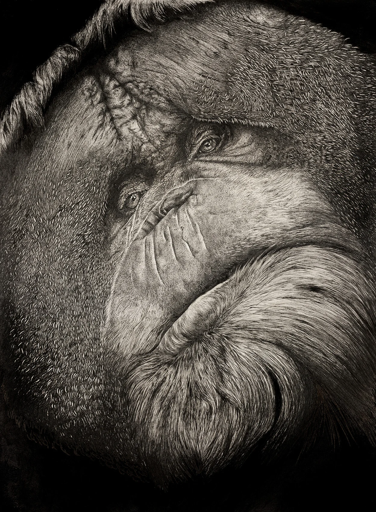Orangutan. Original and Prints available.