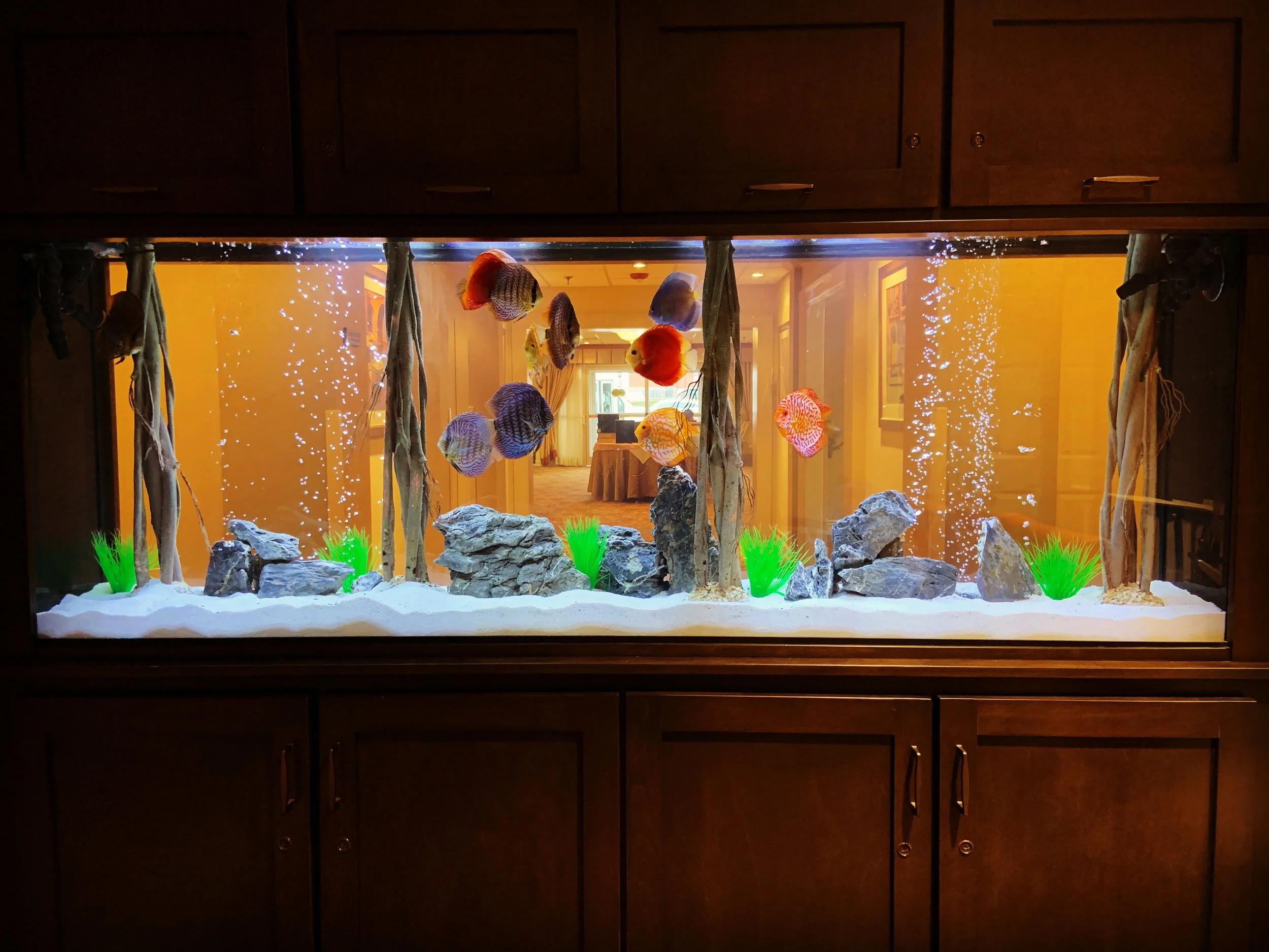 7' Glass Room Dividing Aquarium