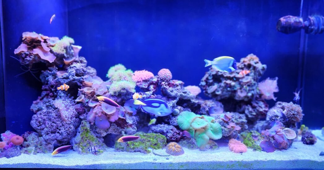 Our client&rsquo;s little slice of the ocean. We&rsquo;ve upgraded the size of this aquarium for this client 3  times over the past several years.

#aquarium #fish #fishtank #aquascape #aquariumhobby #reef #aquascaping #freshwateraquarium #plantedtan