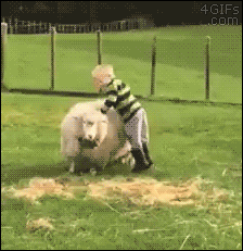 Young child tries to ride a sheep