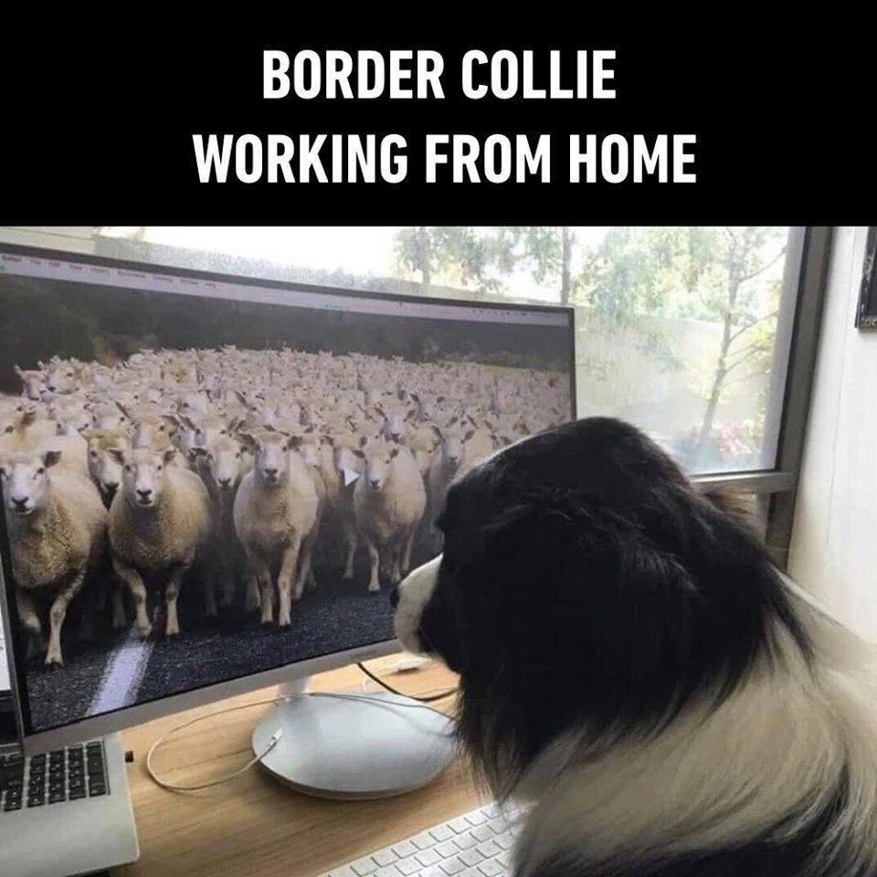 Border collie staring at herd of sheep on computer monitor, captioned “Border Collie Working From Home”