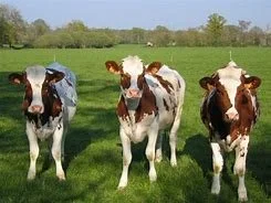The Three Cows