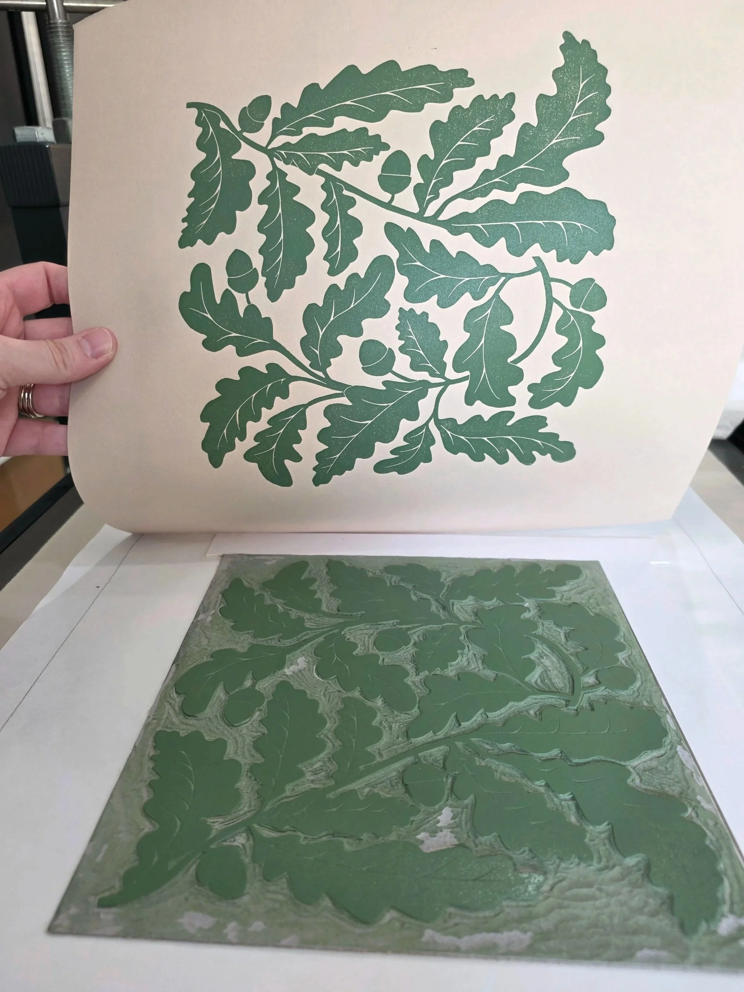 A hand carved linocut design of oak leaves and acorns shows is being printed on paper. Printmaking process of surface pattern.