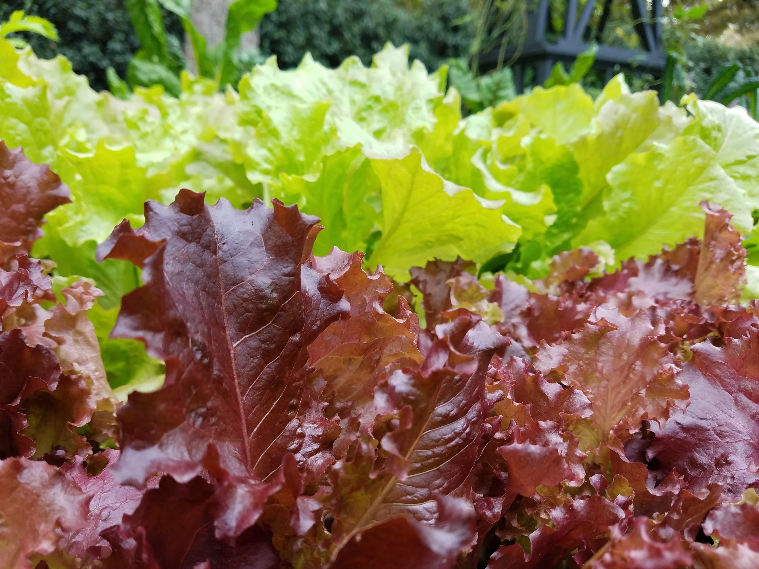 LEAFY GREENS