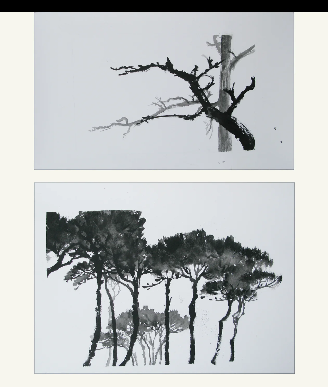 Pine tree in Rome
