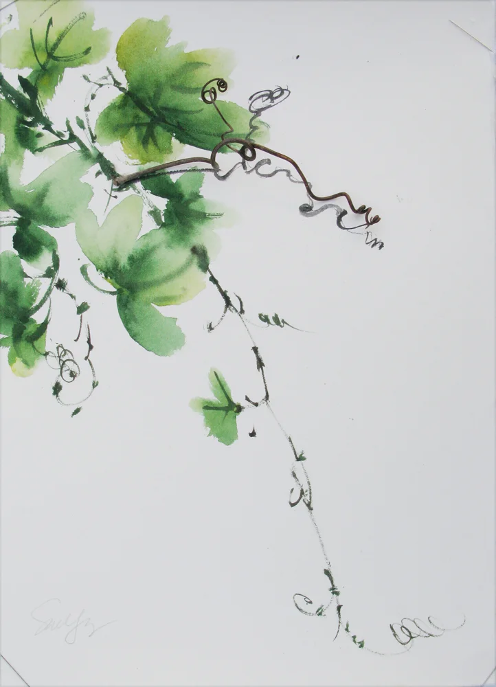 grape vine