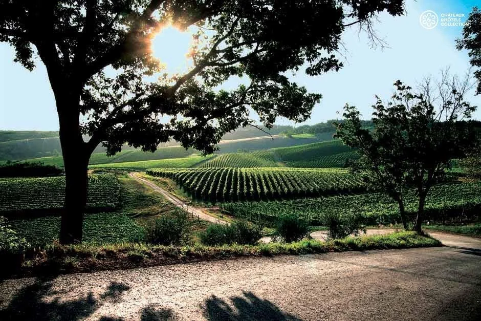 Borgo-Conde-Wine-Resort-photos-Exterior-Vineyards.jpeg
