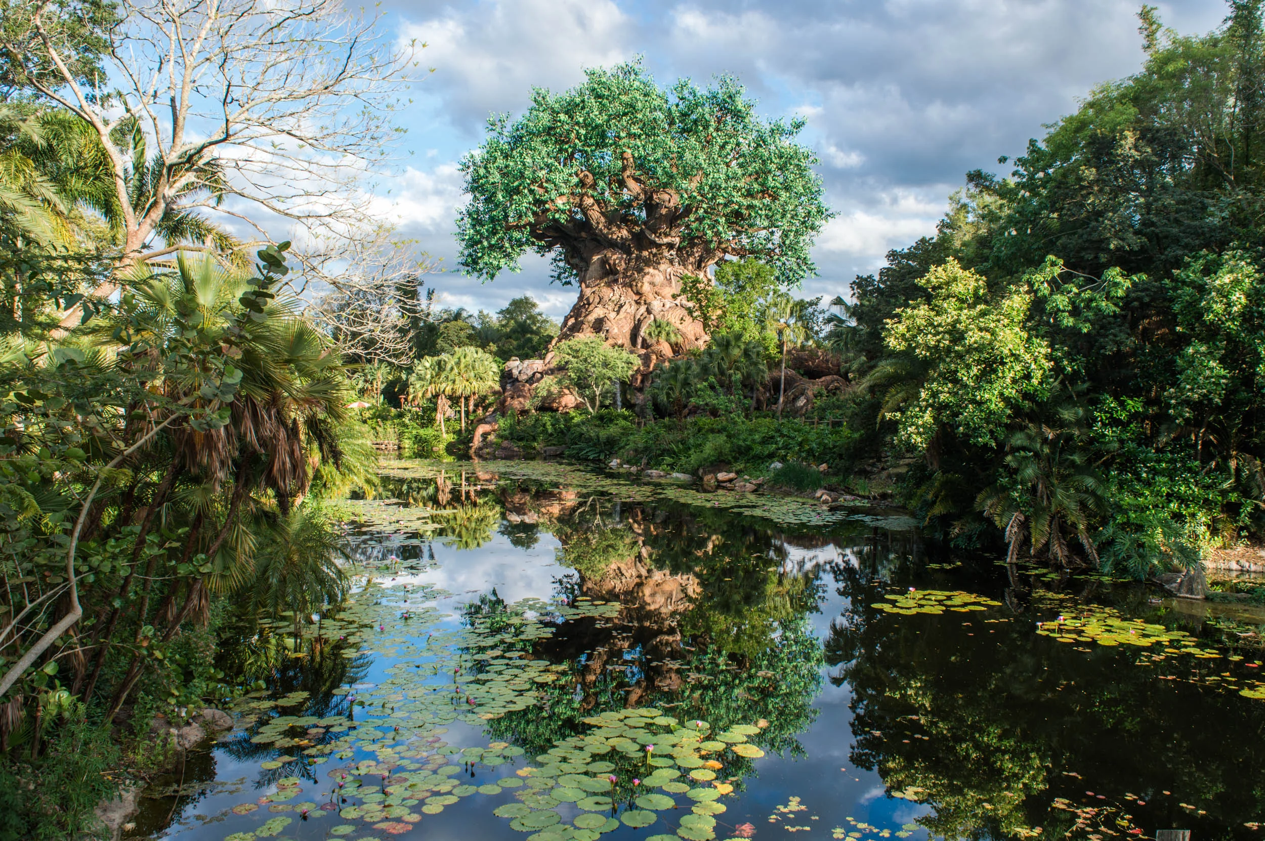 Tree of Life, Animal Kingdom