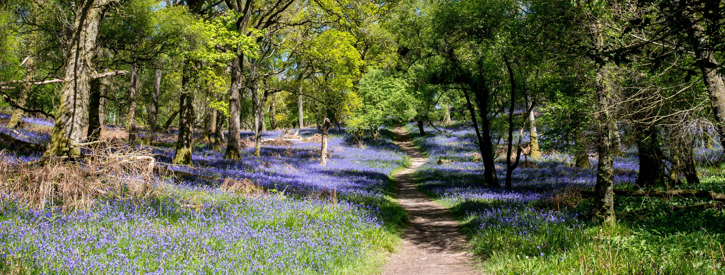 Bluebells on Inchcailloch Island