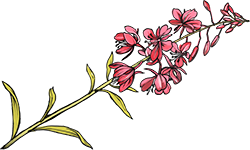 pink-floral.png