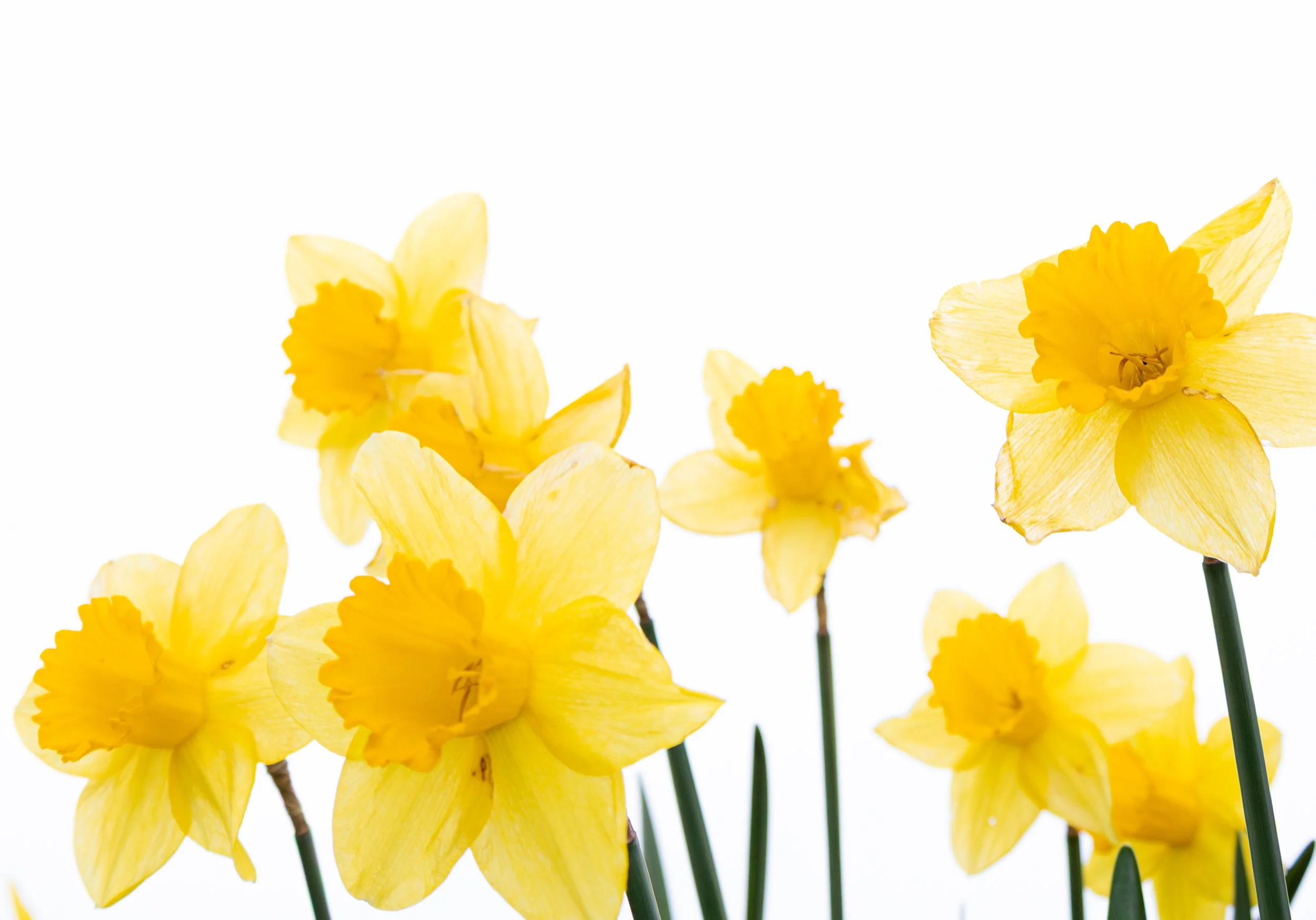 DAFFODIL13.jpg