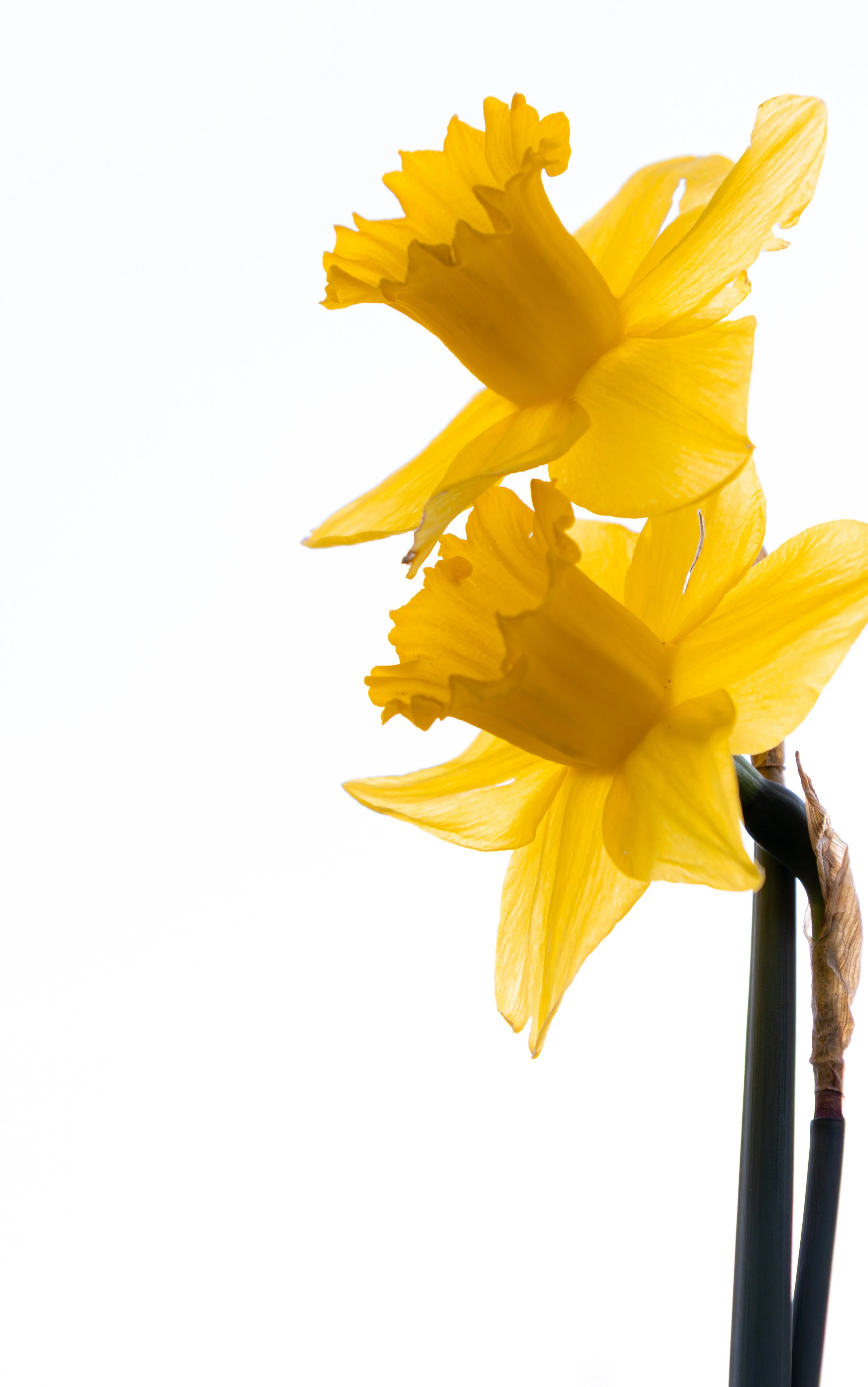 DAFFODIL3.jpg