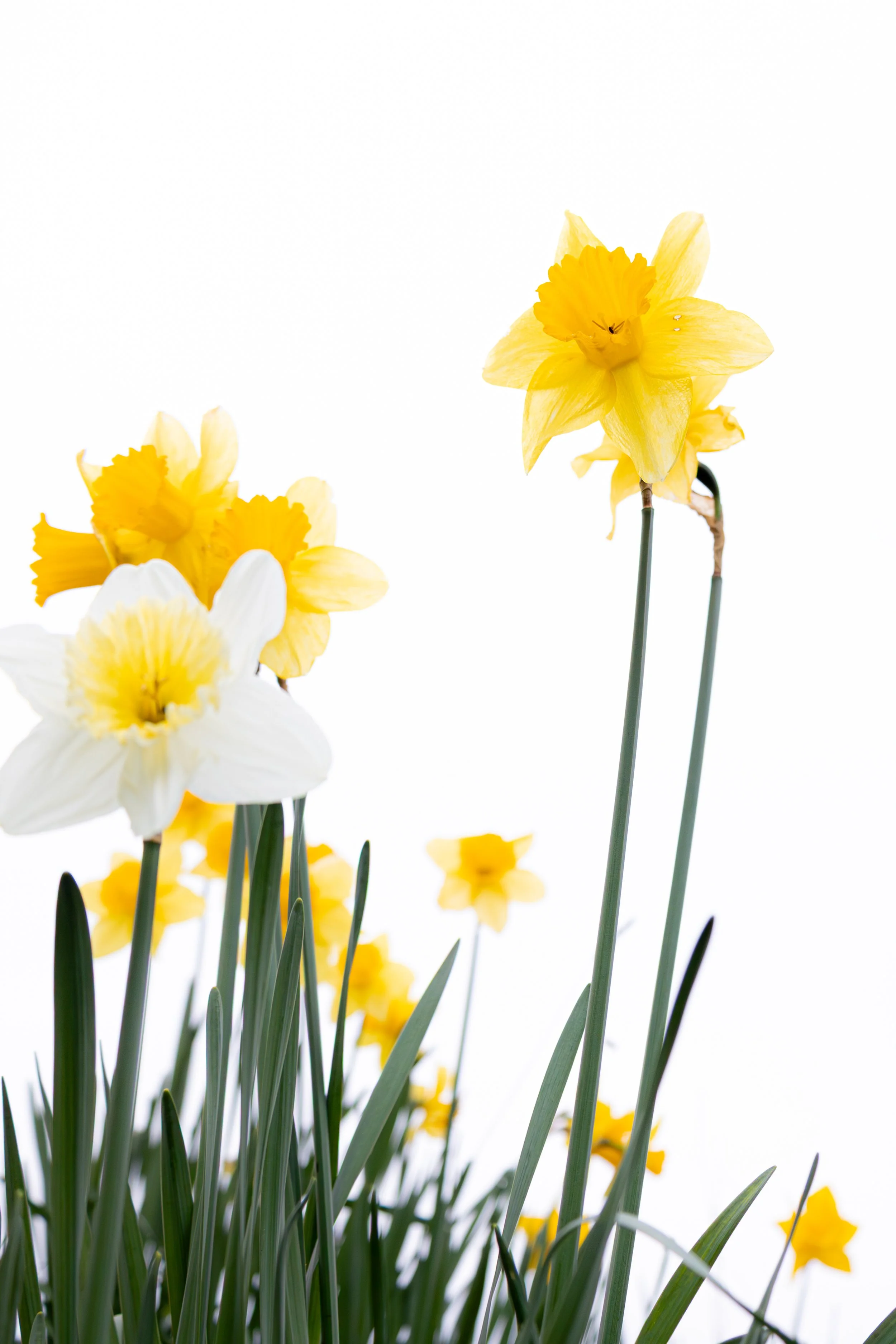 DAFFODIL12.jpg