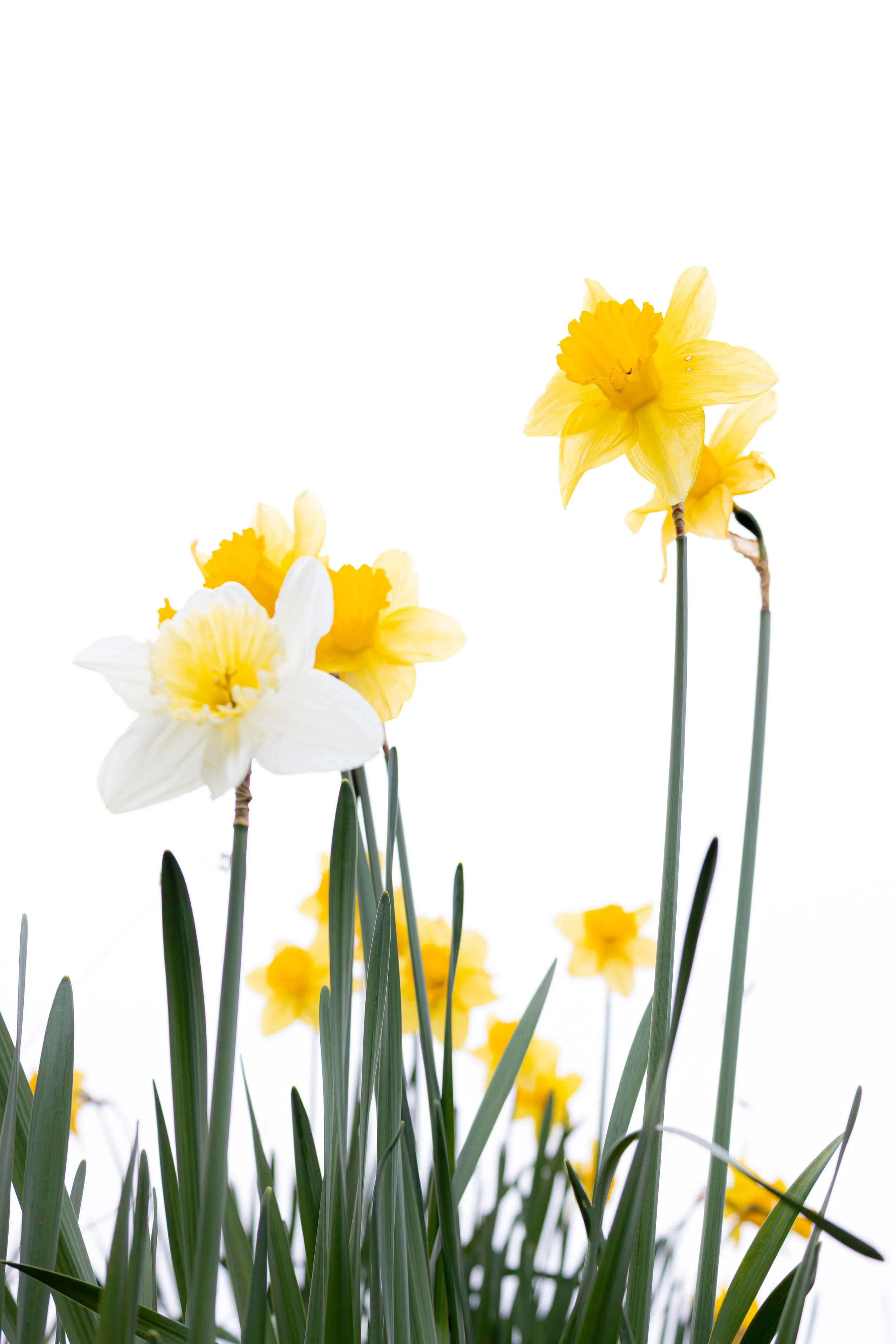 DAFFODIL11.jpg