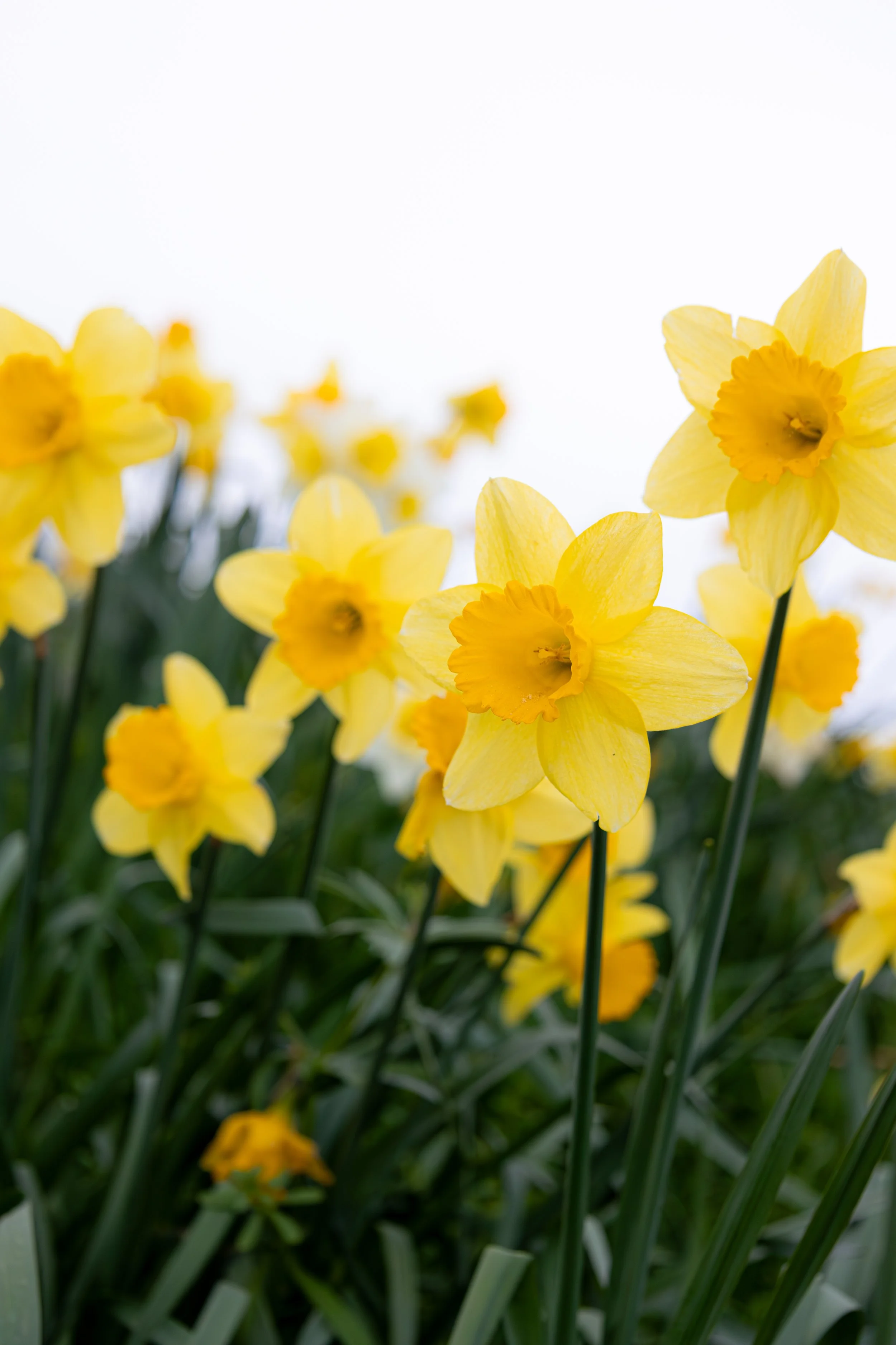 DAFFODIL17.jpg