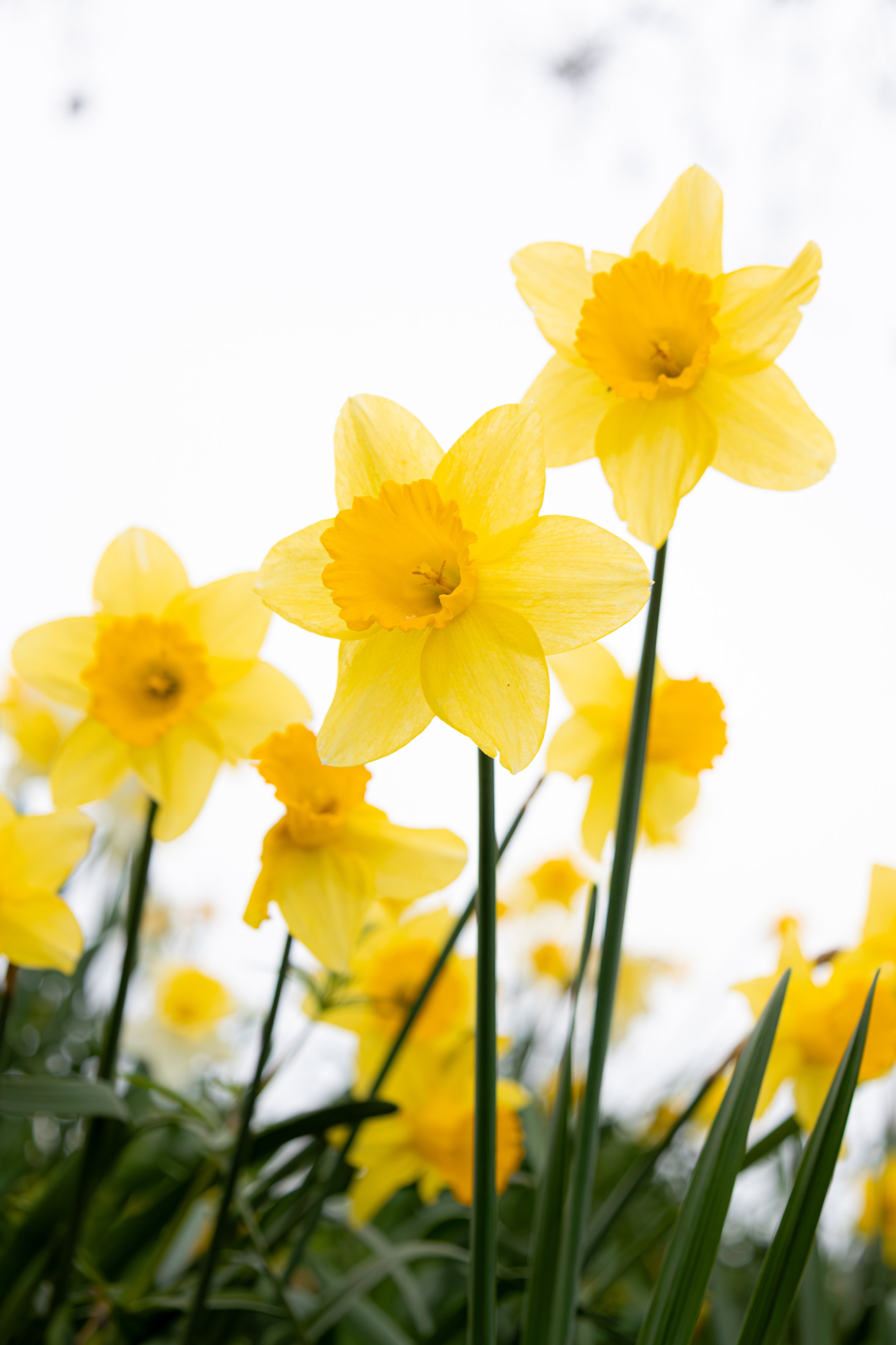 DAFFODIL18.jpg