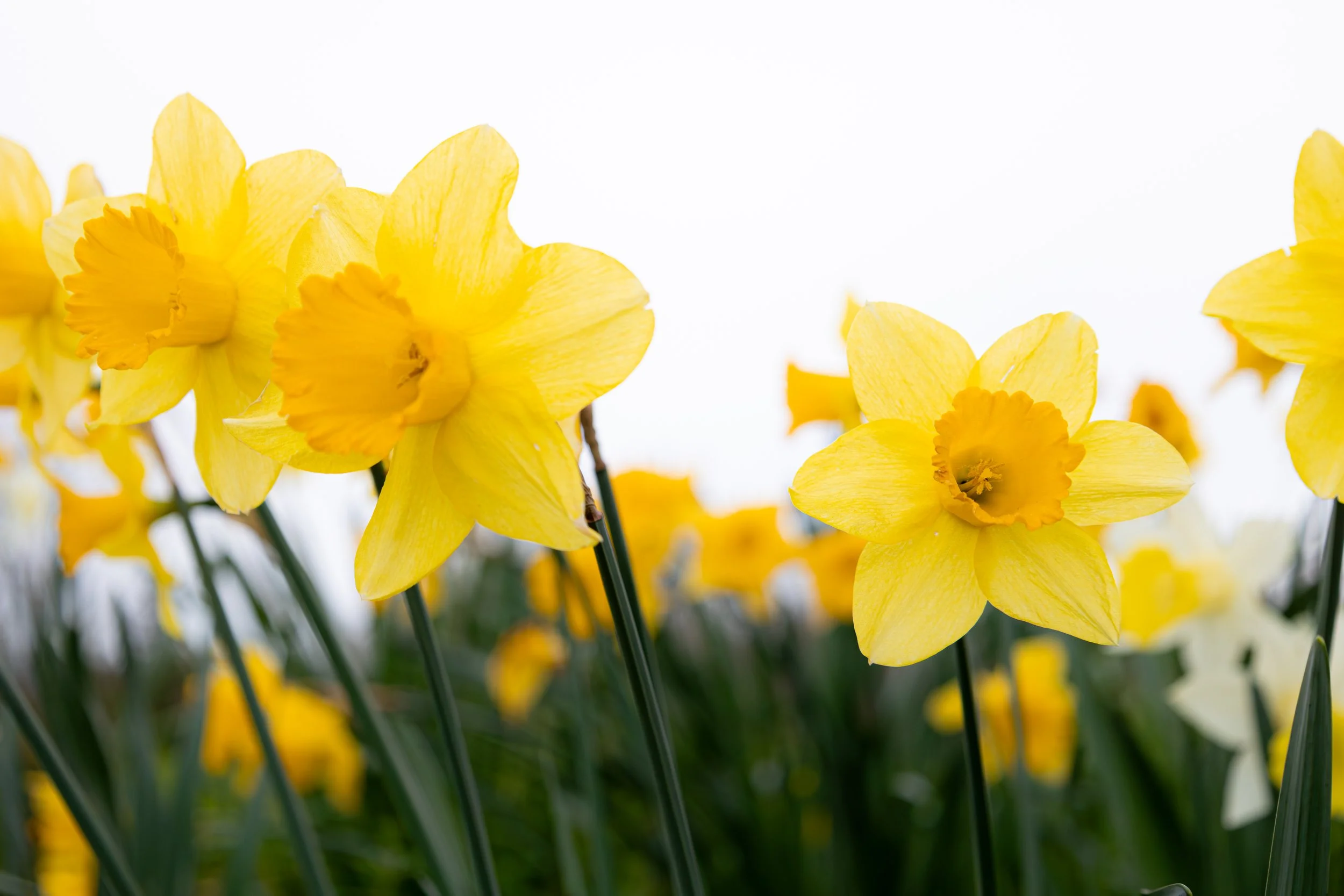 DAFFODIL19.jpg