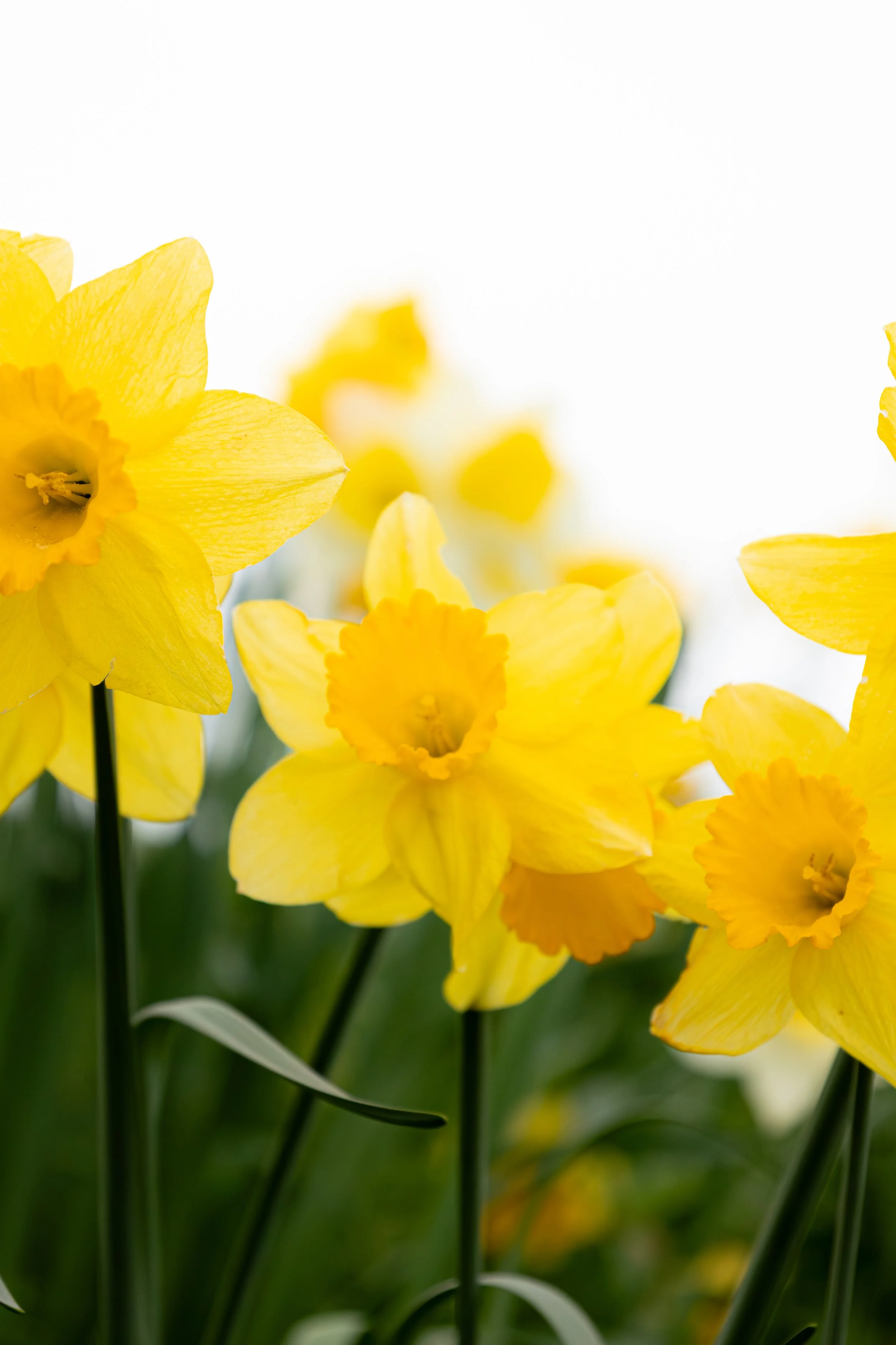 DAFFODIL23.jpg