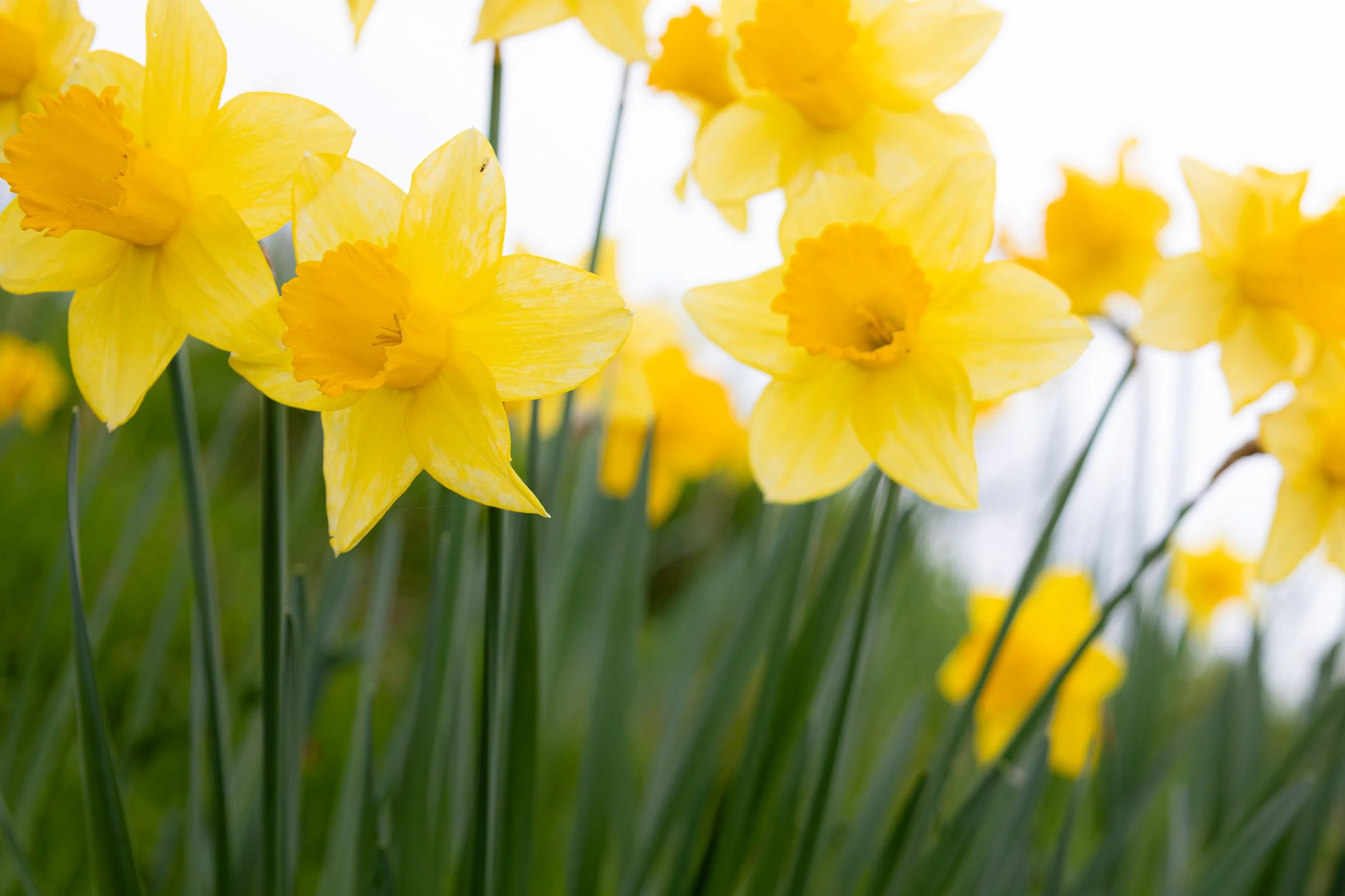 DAFFODIL48.jpg