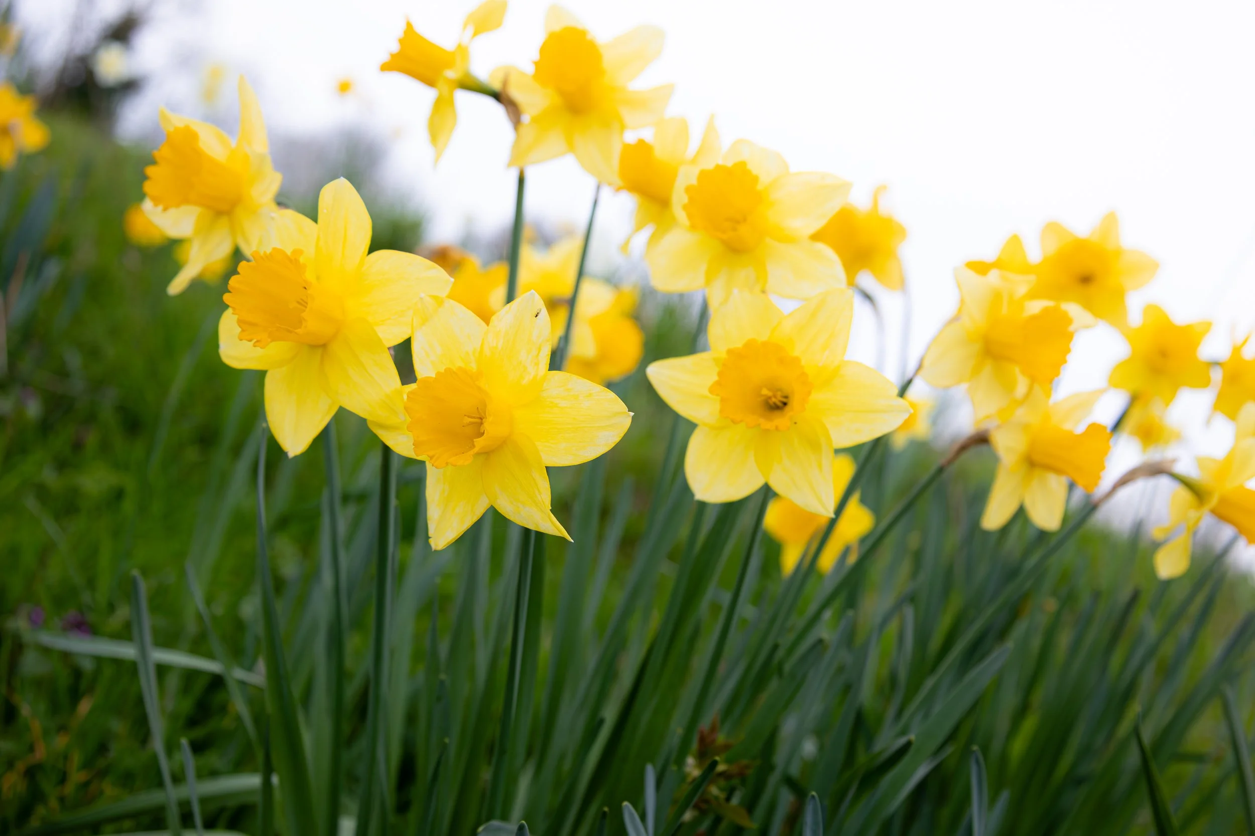 DAFFODIL47.jpg