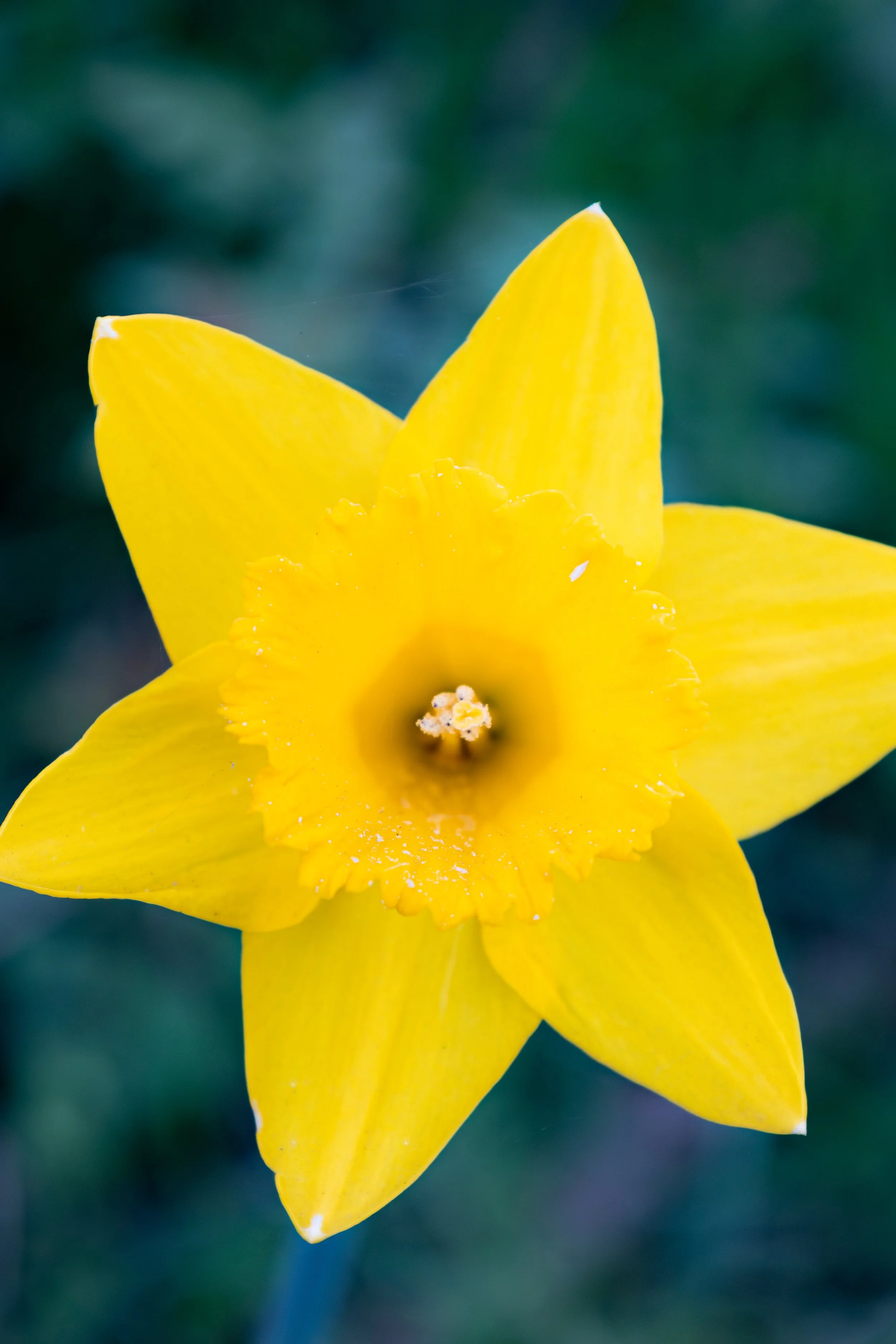DAFFODIL50.jpg