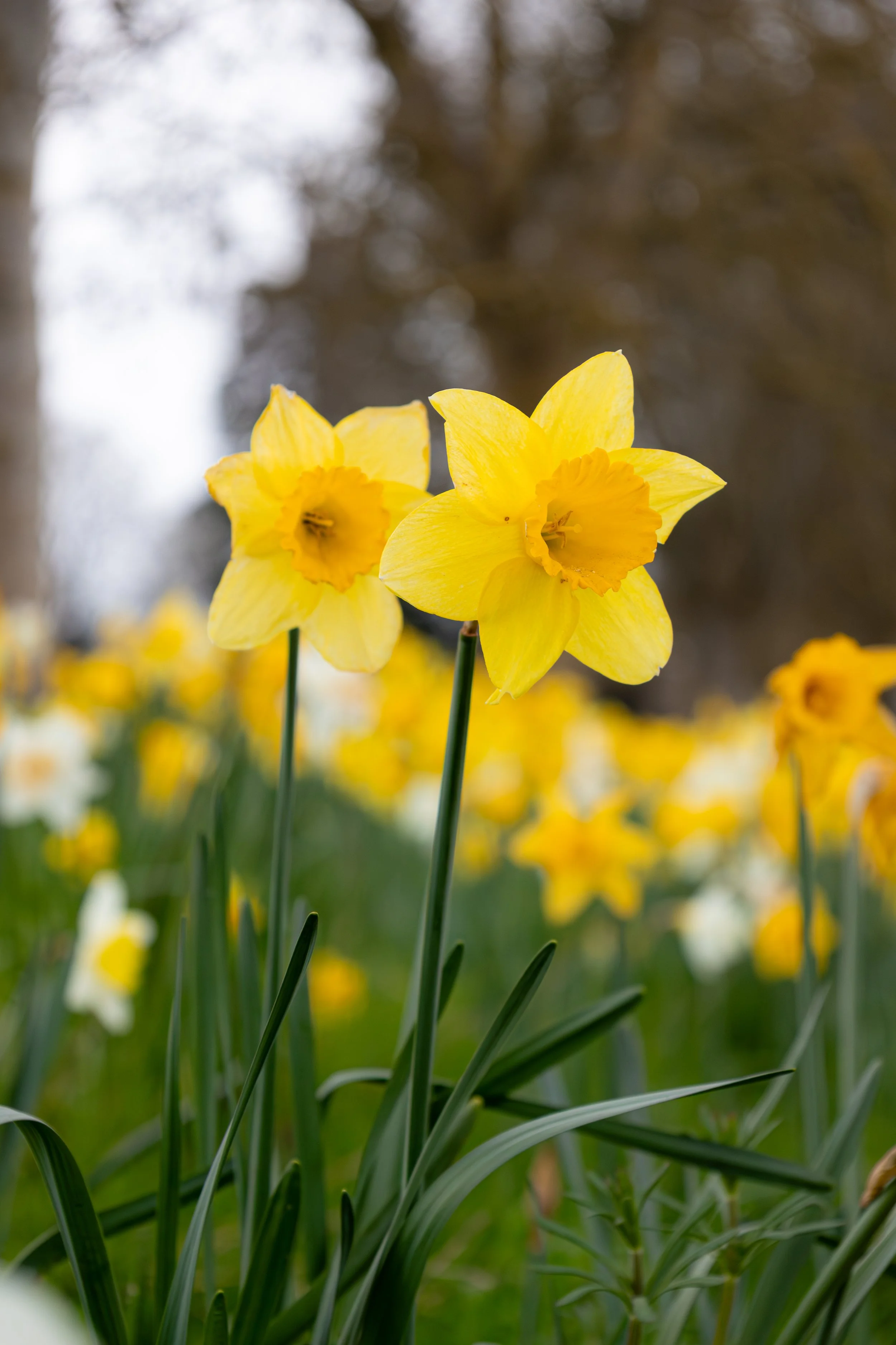 DAFFODIL57.jpg