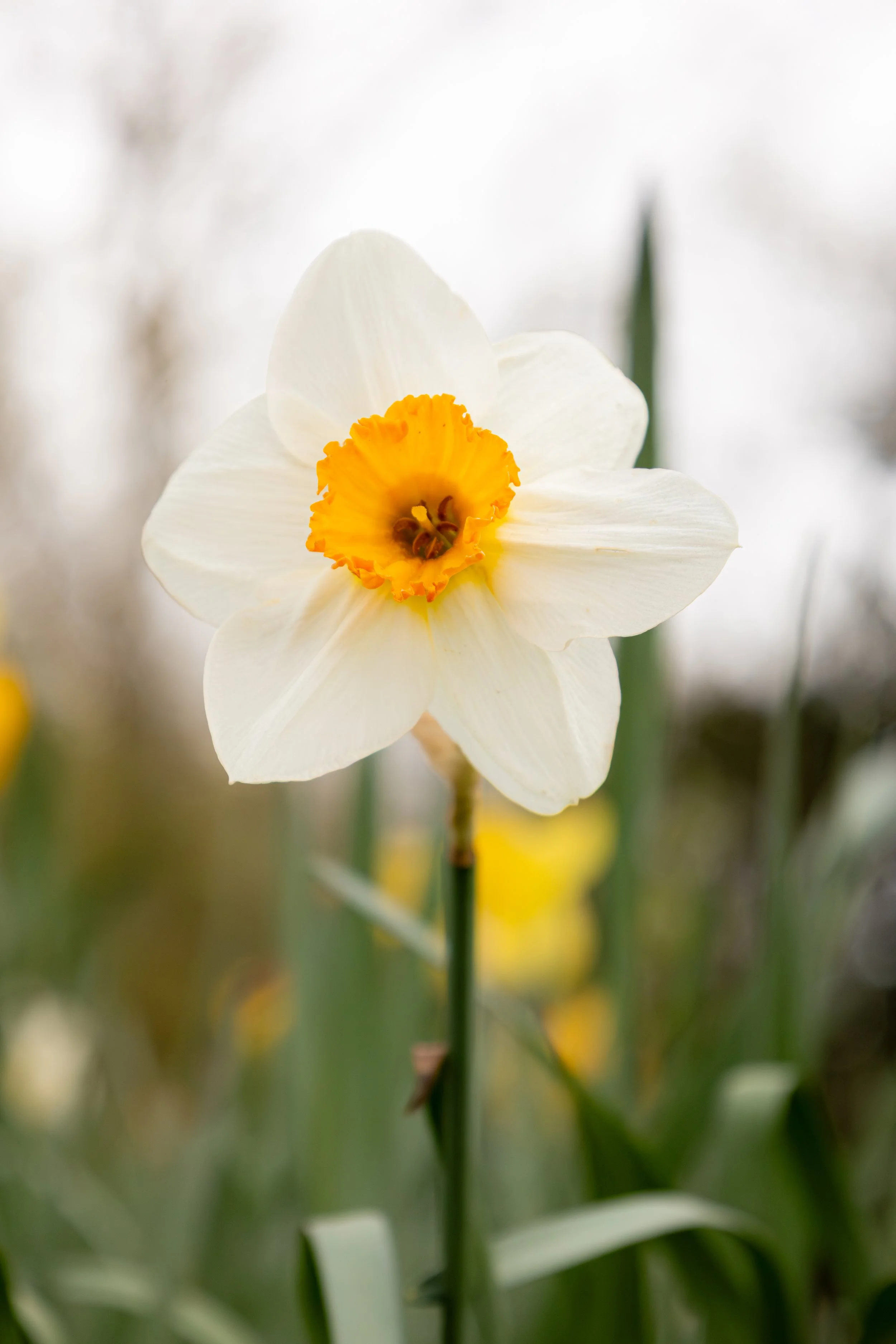 DAFFODIL71.jpg
