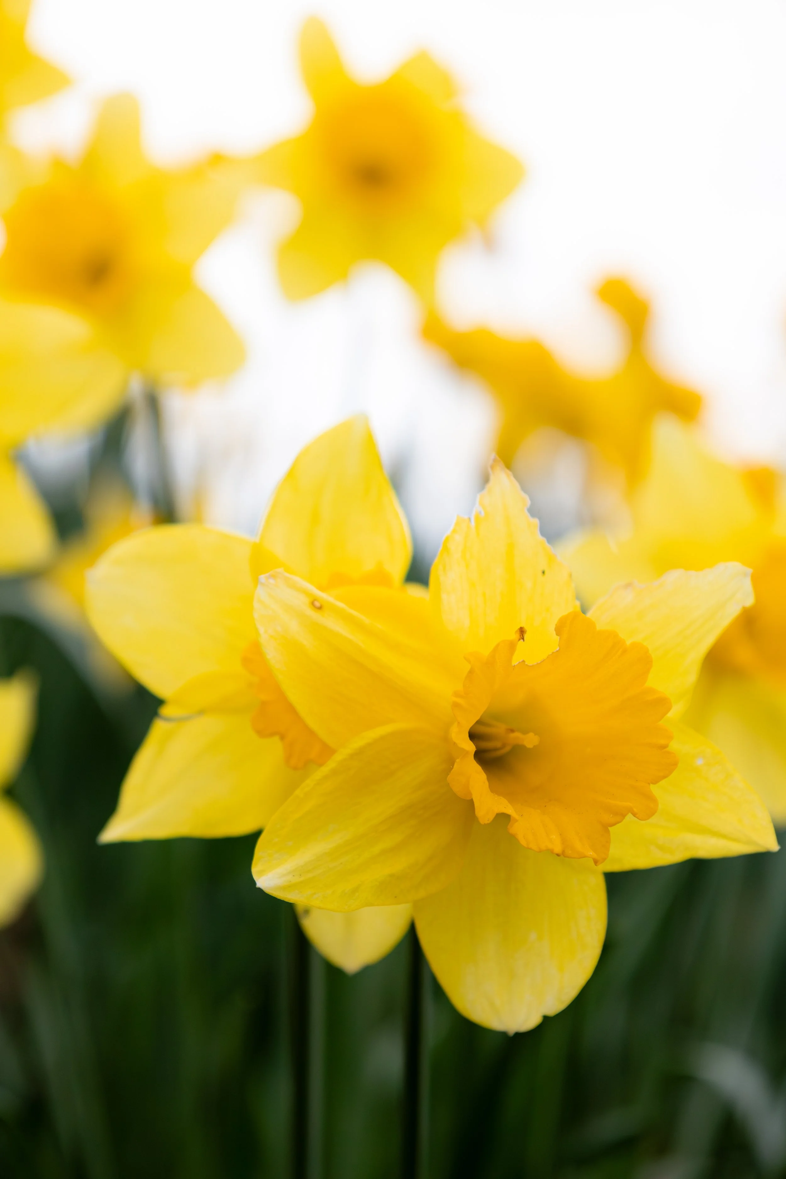 DAFFODIL74.jpg