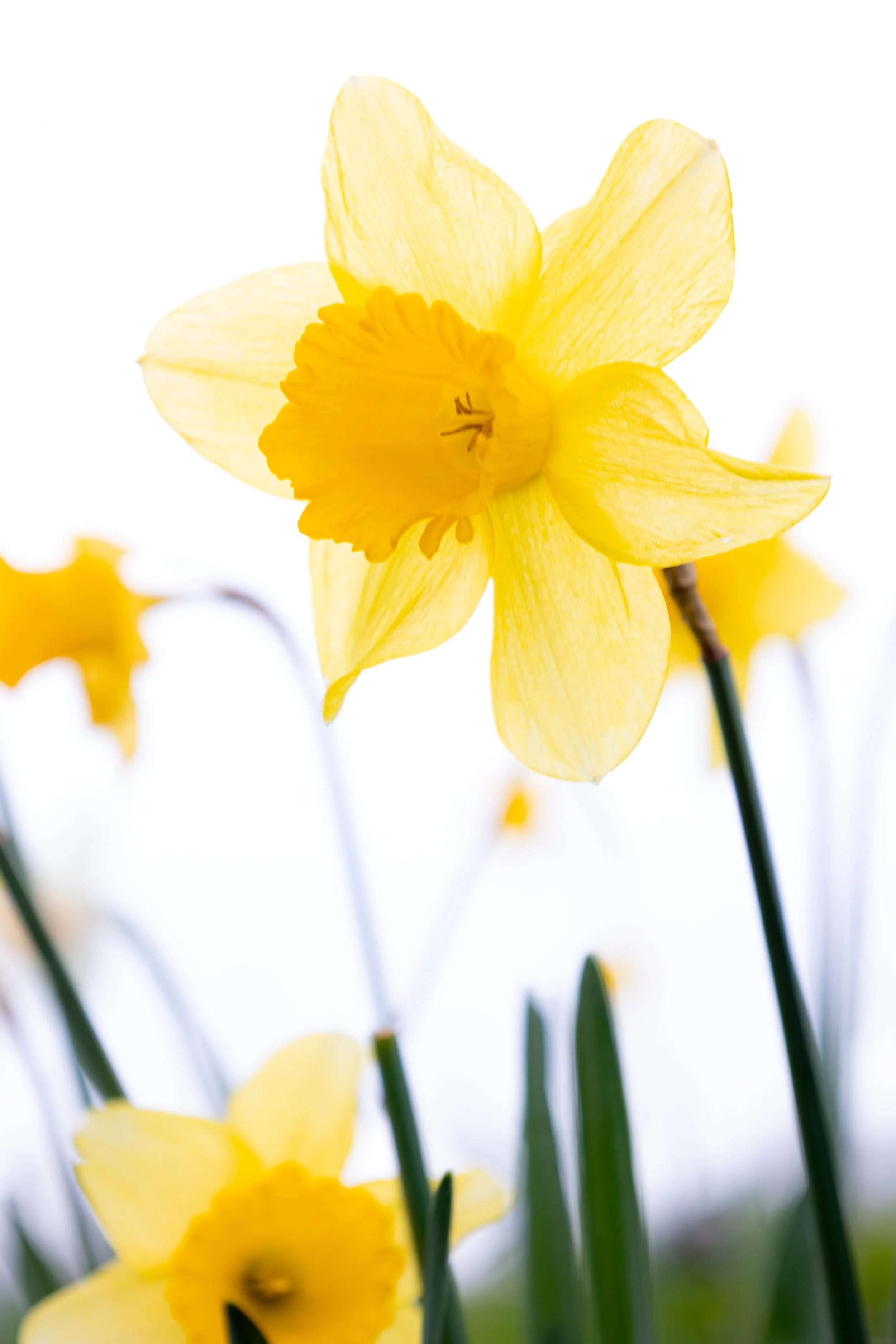 DAFFODIL86.jpg