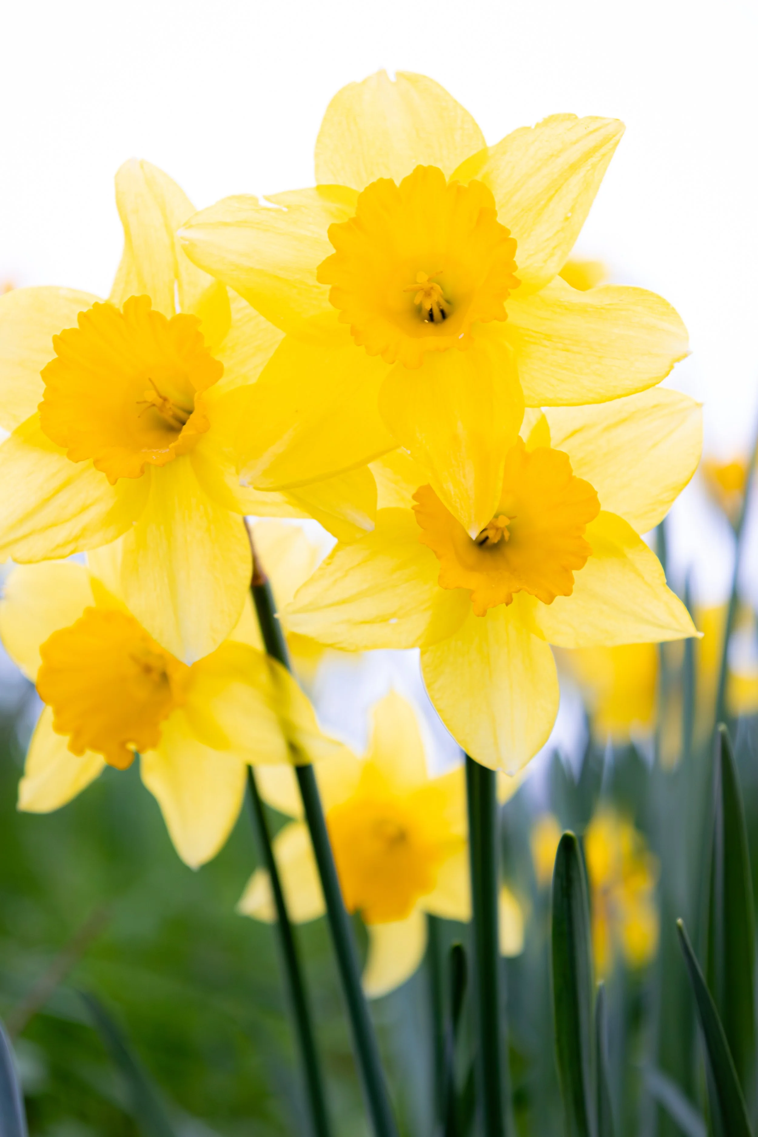 DAFFODIL99.jpg