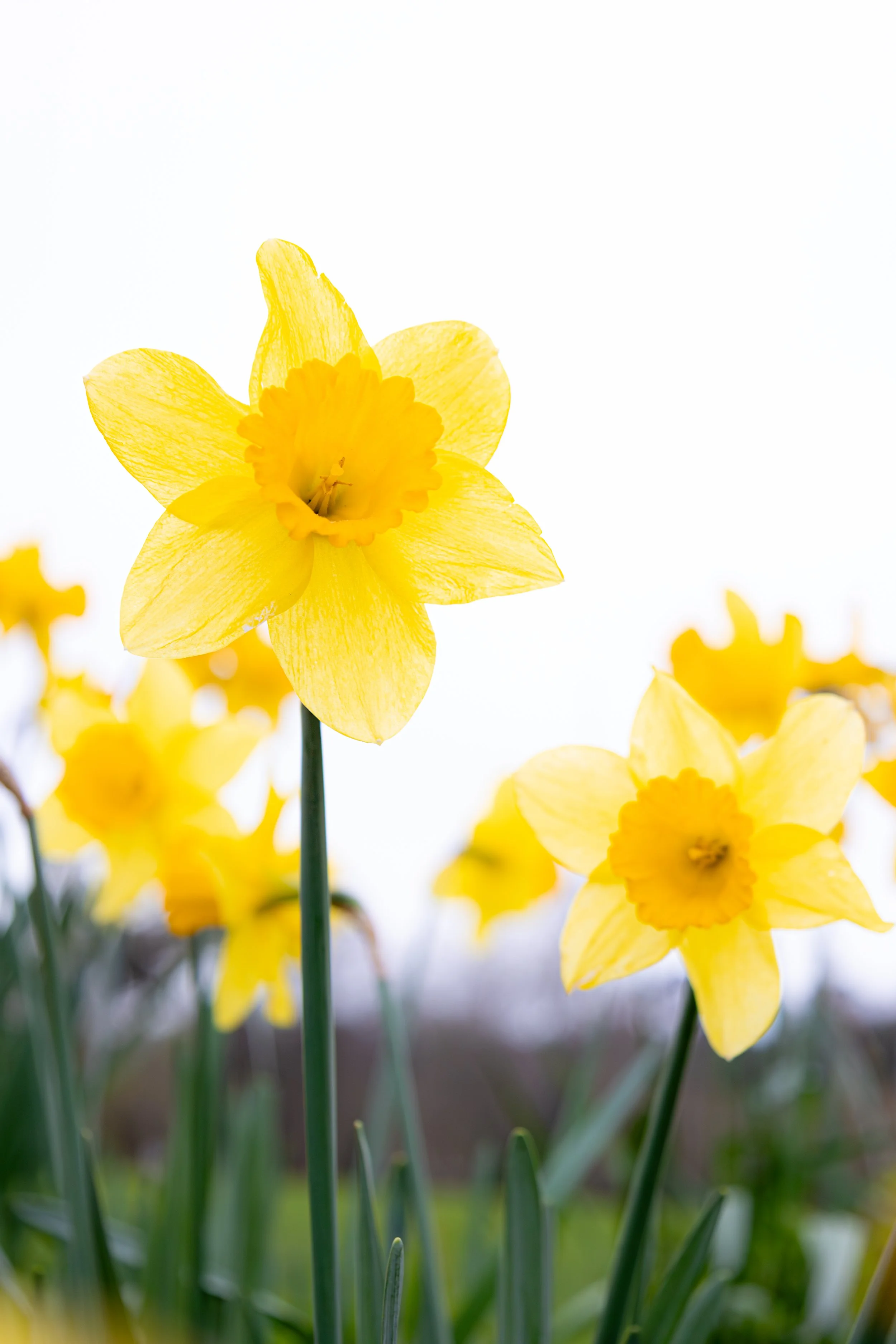 DAFFODIL115.jpg