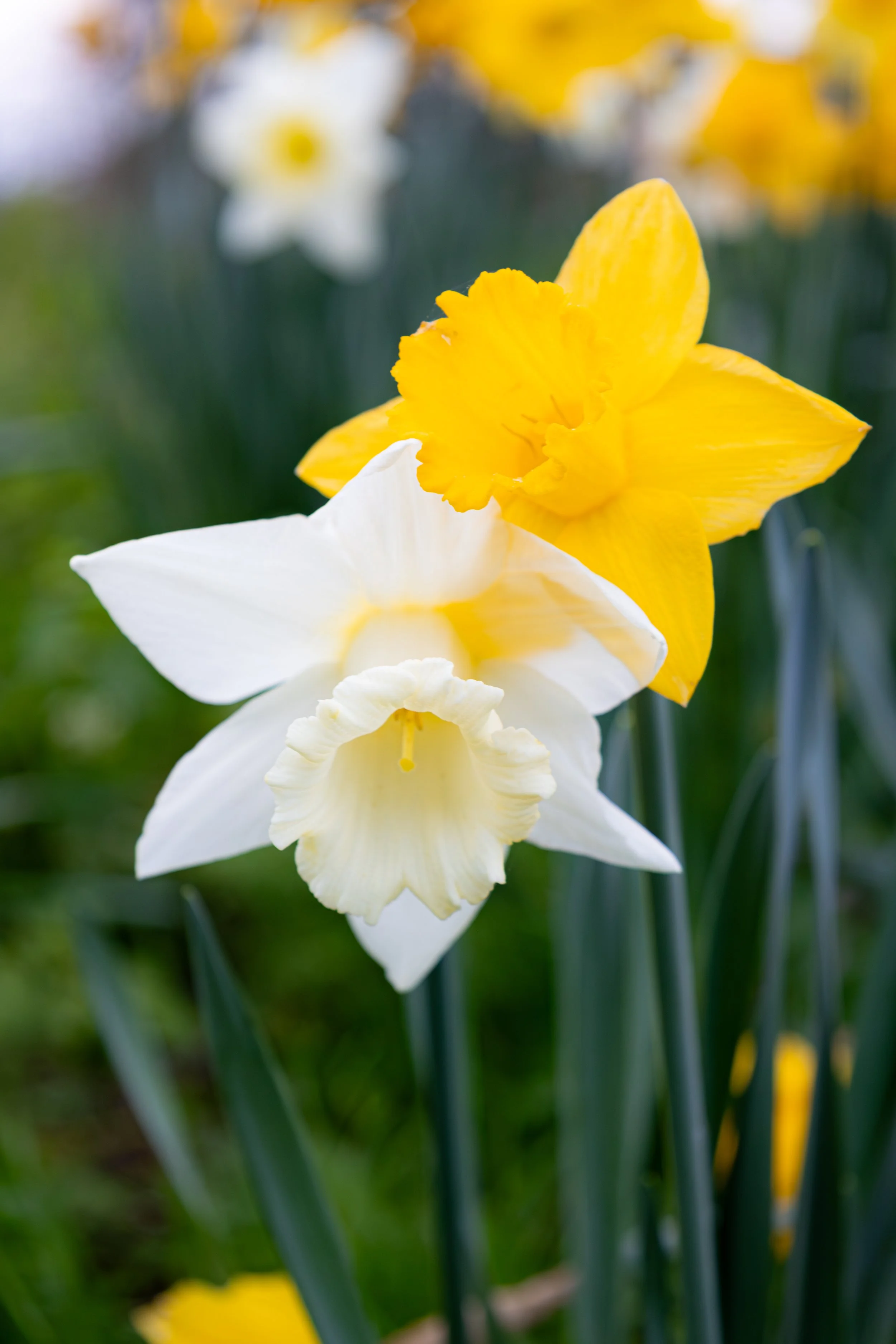 DAFFODIL113.jpg