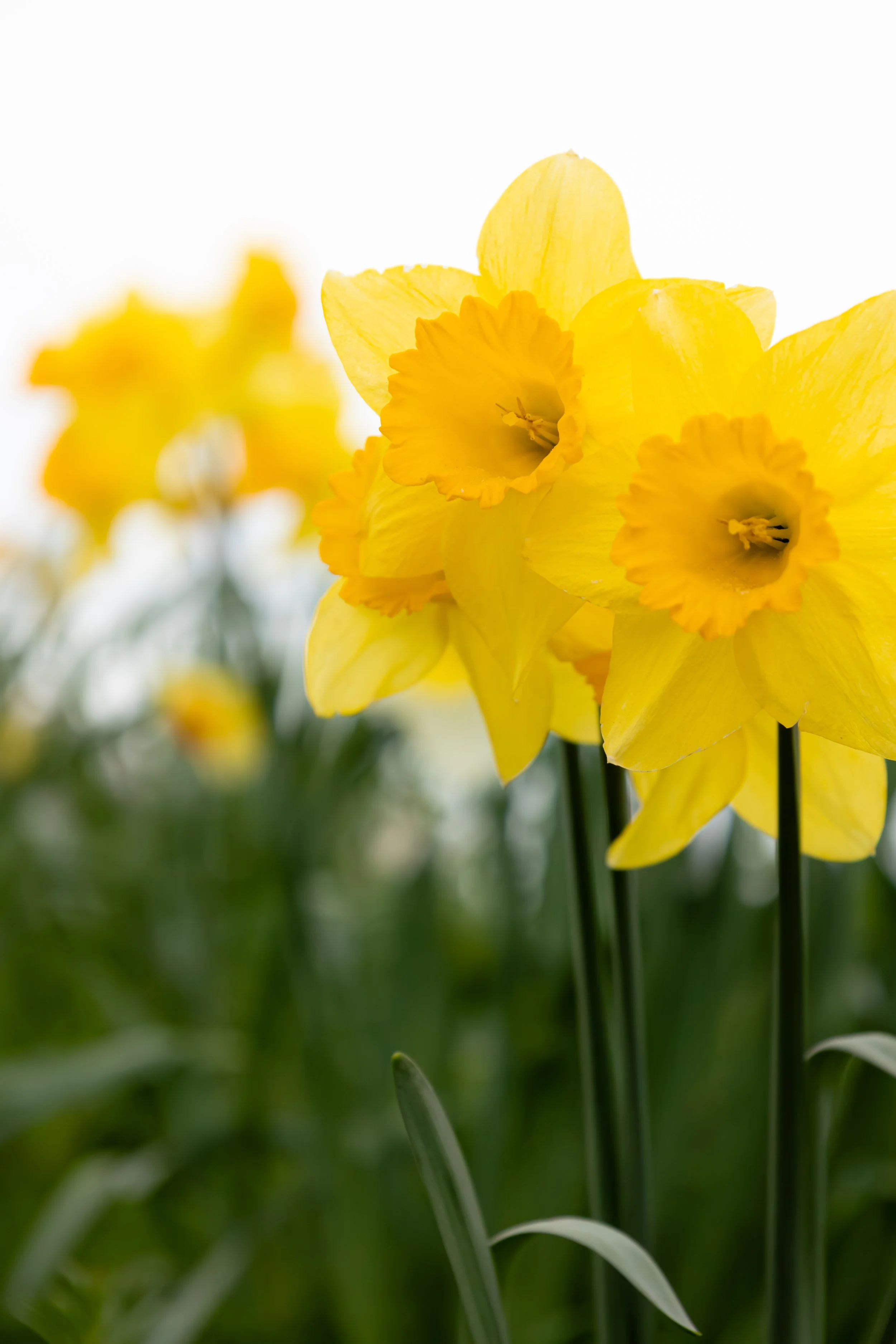 DAFFODIL127.jpg