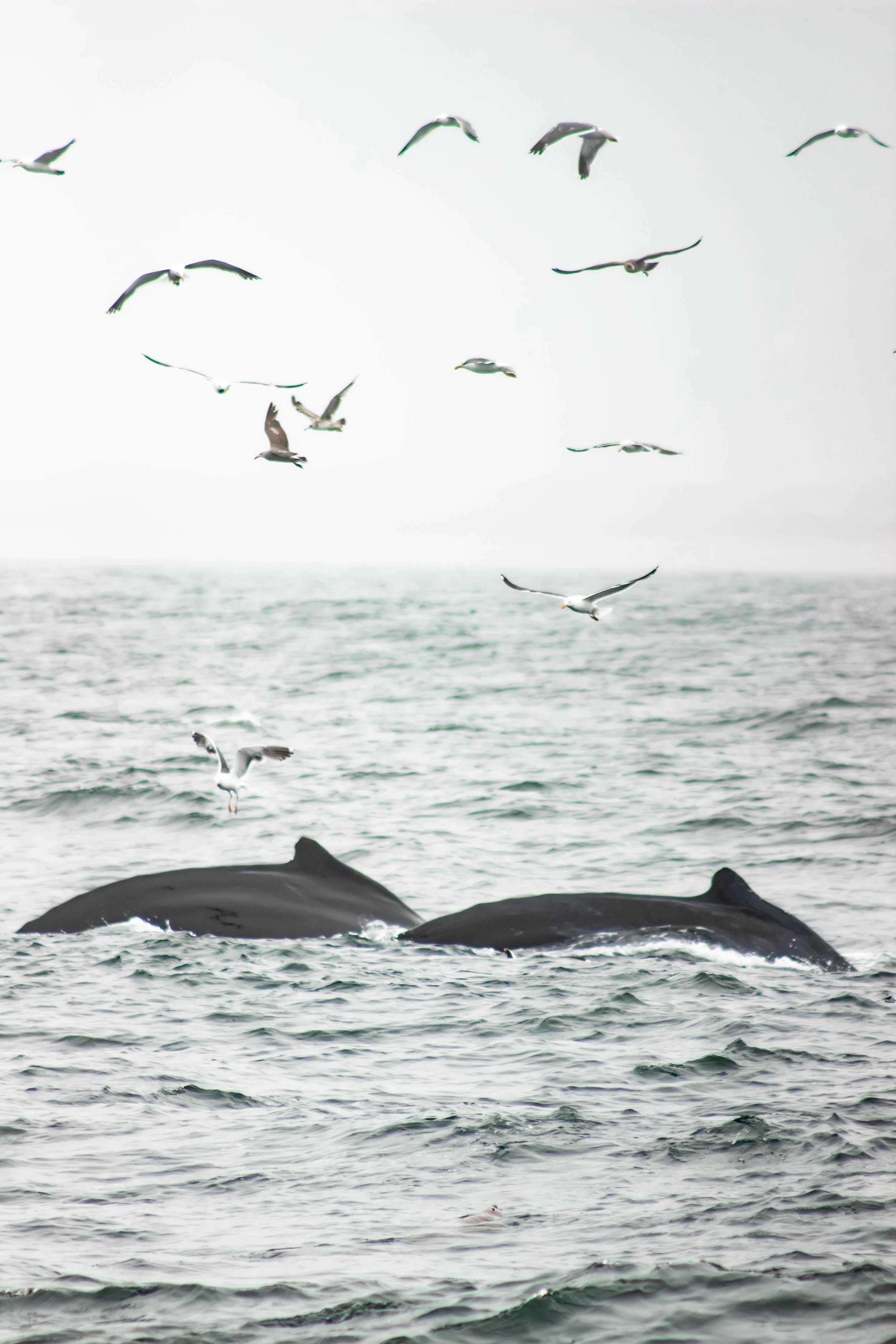 whales-28.jpg
