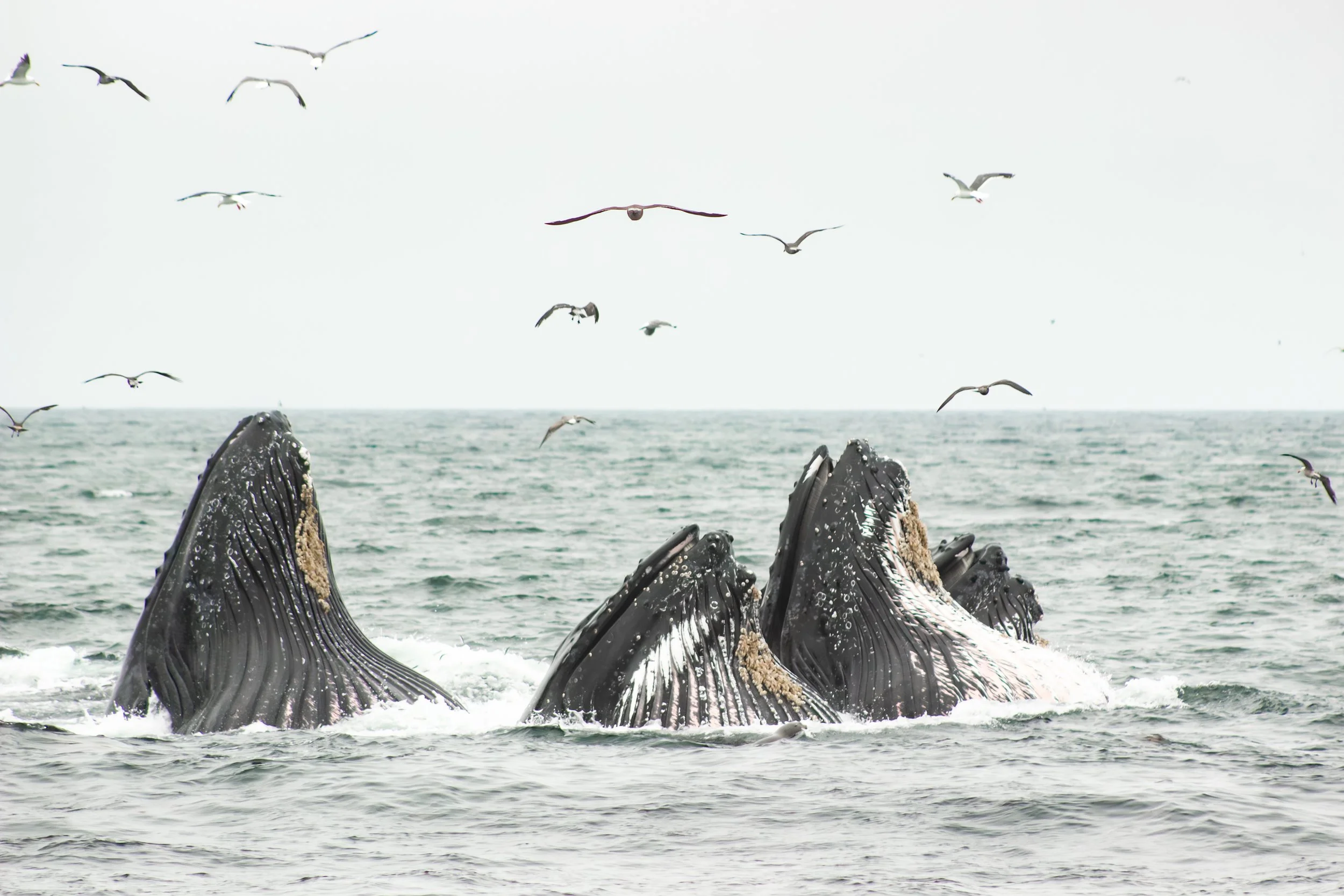 whales-55.jpg