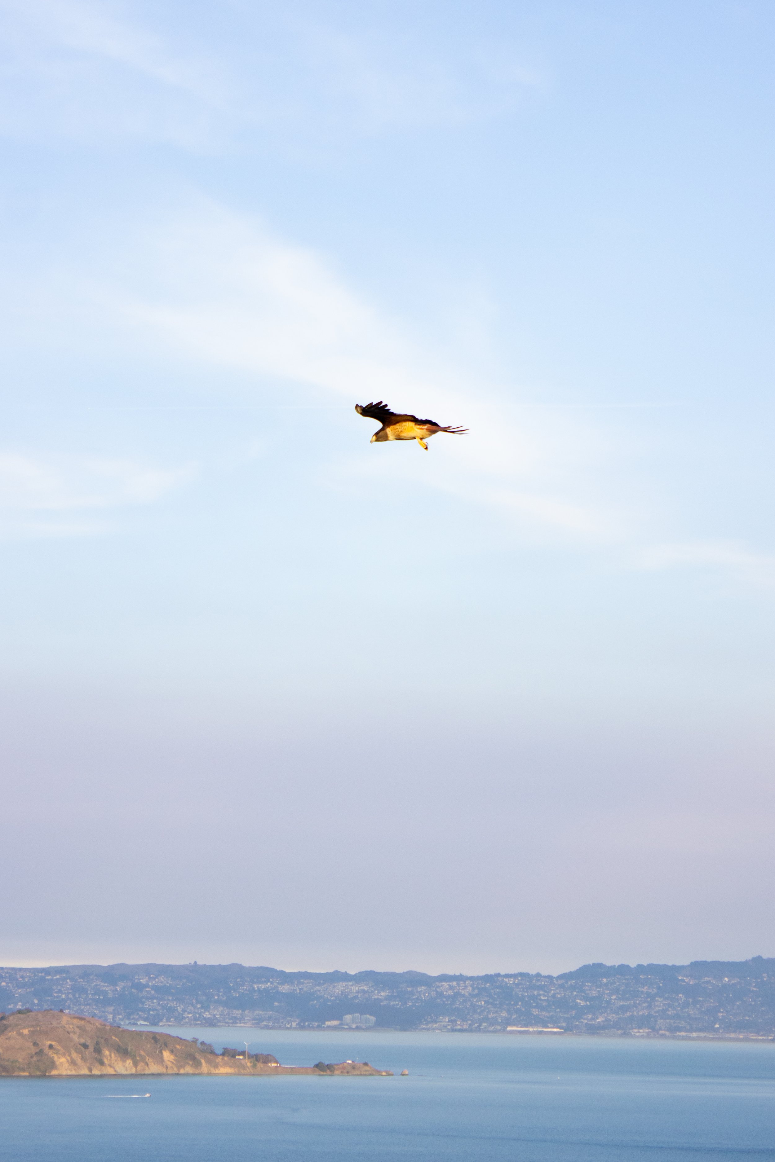 BIRDS7.jpg