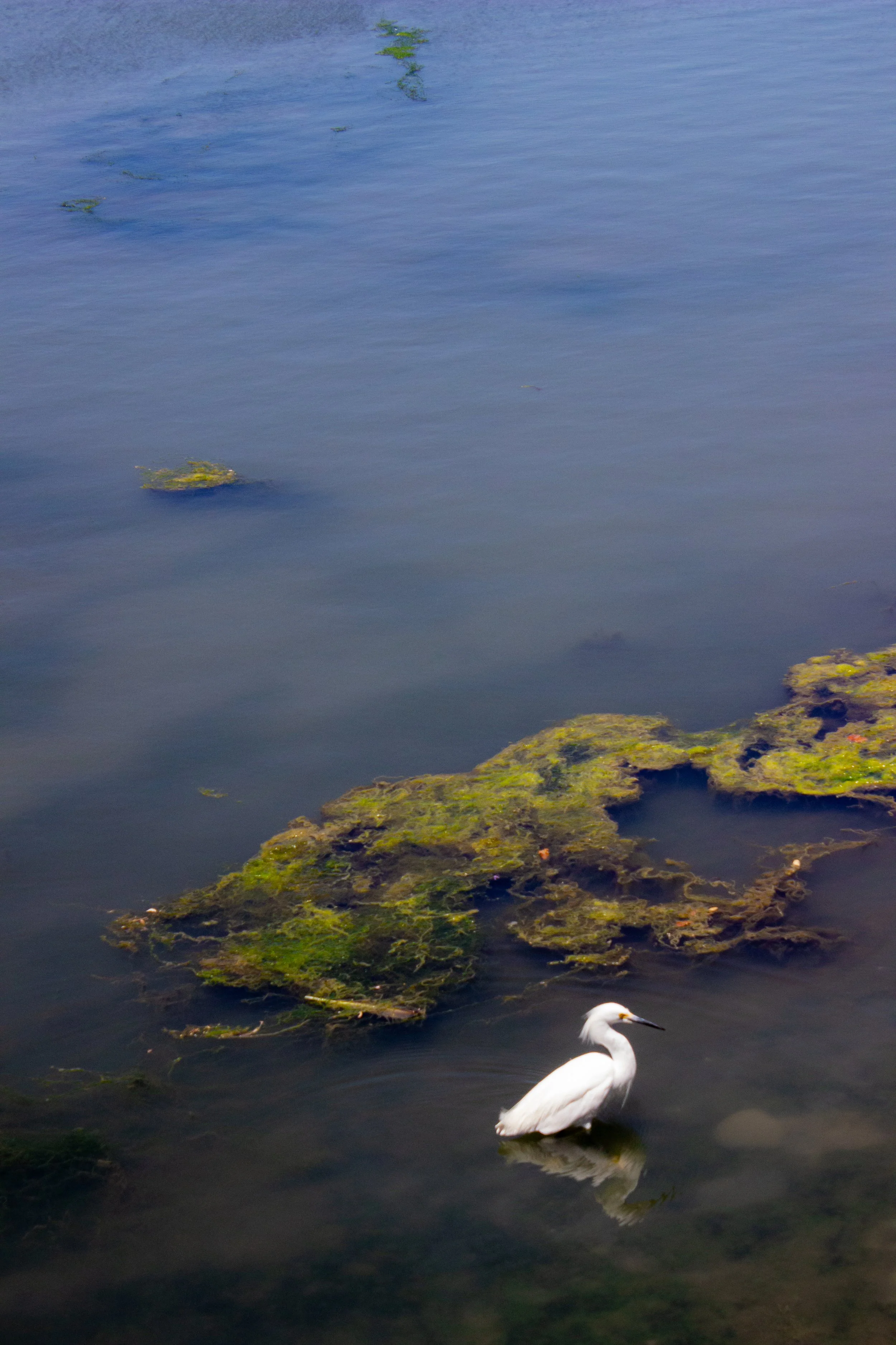 BIRDS16.jpg