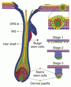 Hair-Growth-244x300.gif