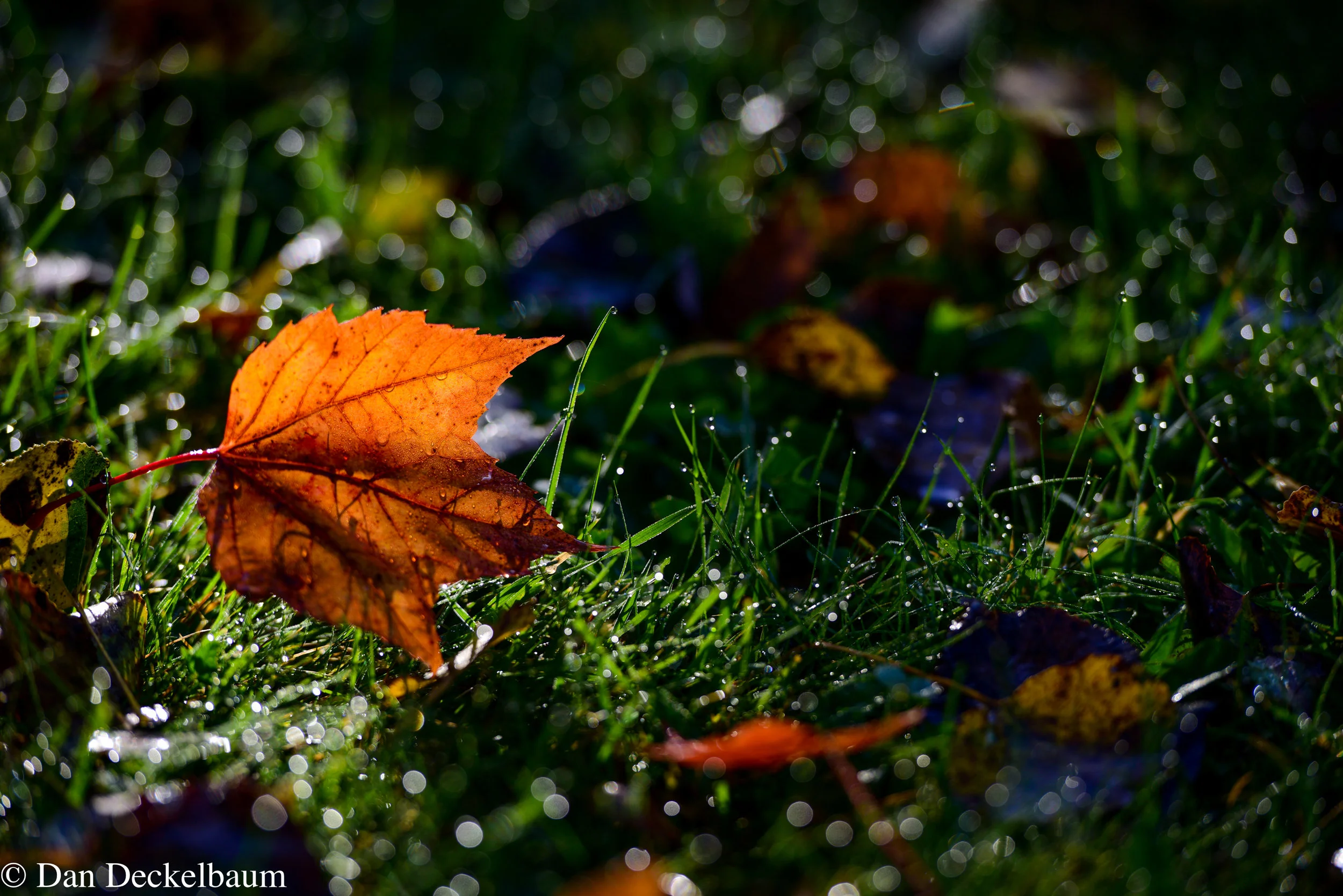 Foliage2016-3.jpg