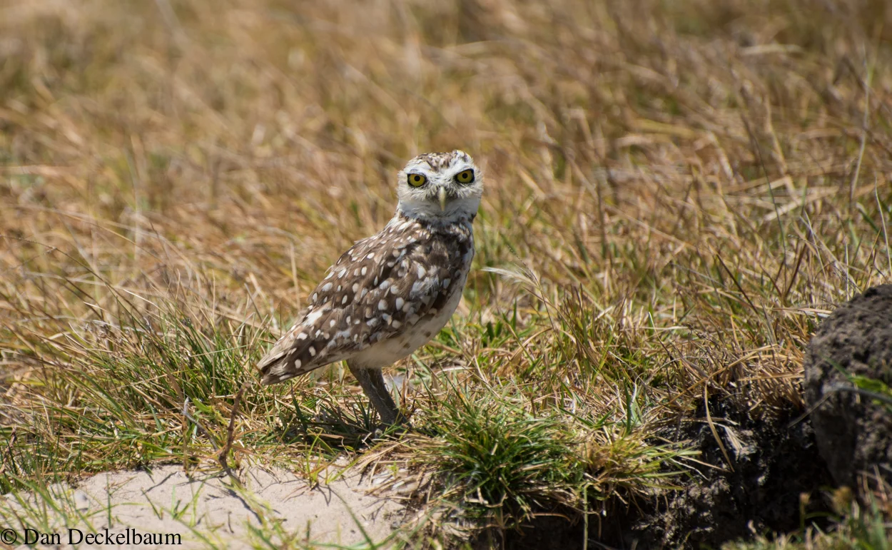 wildlifeDD kite brasil-56.jpg