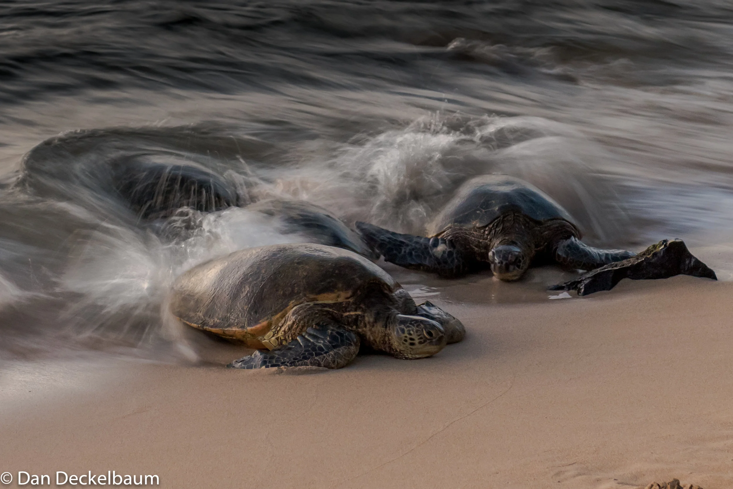 wildlifeHawaii2017Turtles-1-6.jpg