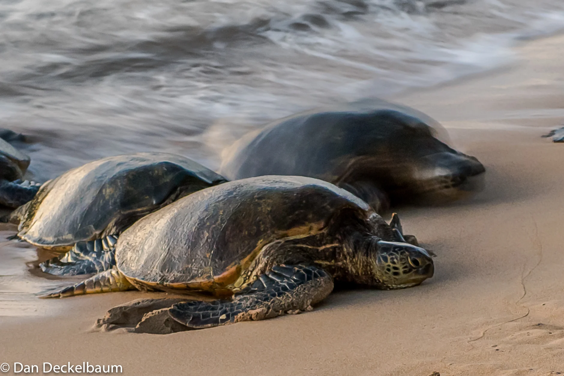 wildlifeHawaii2017Turtles-1-10.jpg