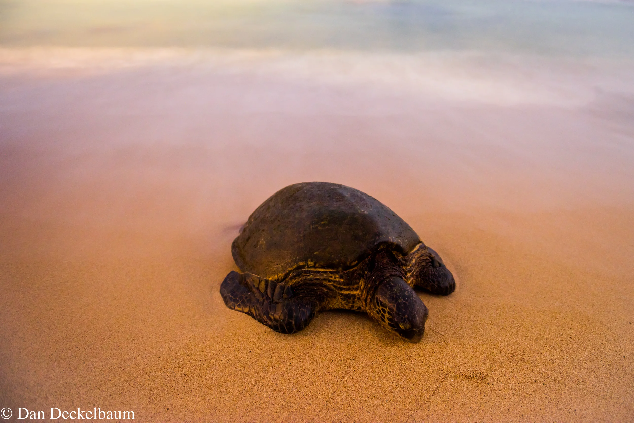 wildlifeMaui 2016 turtles.jpg