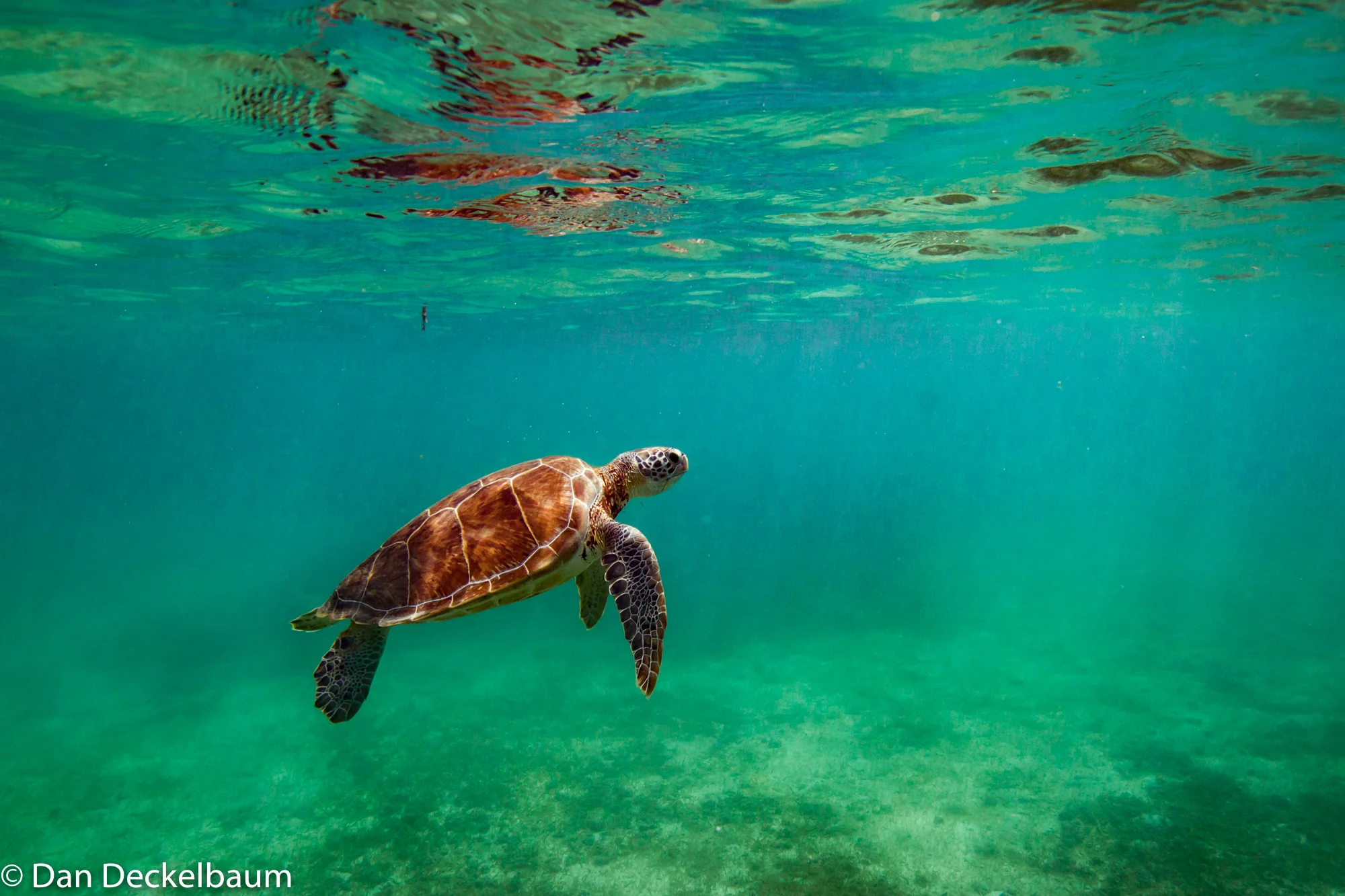 wildlifeMexico2017turtles (1 of 1)-9.jpg