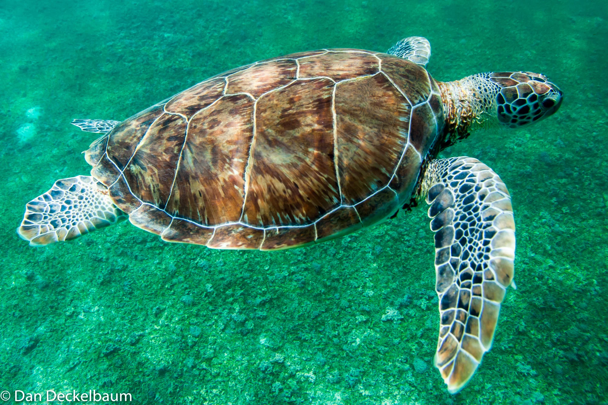 wildlifeMexico2017turtles (1 of 1)-6.jpg