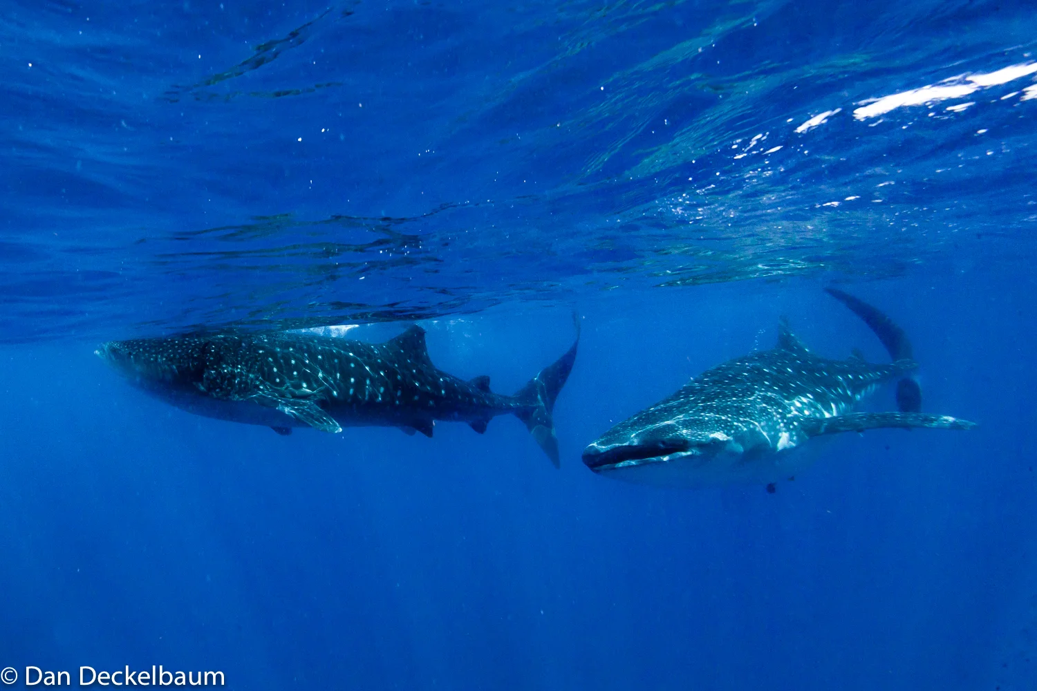 wildlifeMexico2017whaleshark (1 of 1)-7.jpg