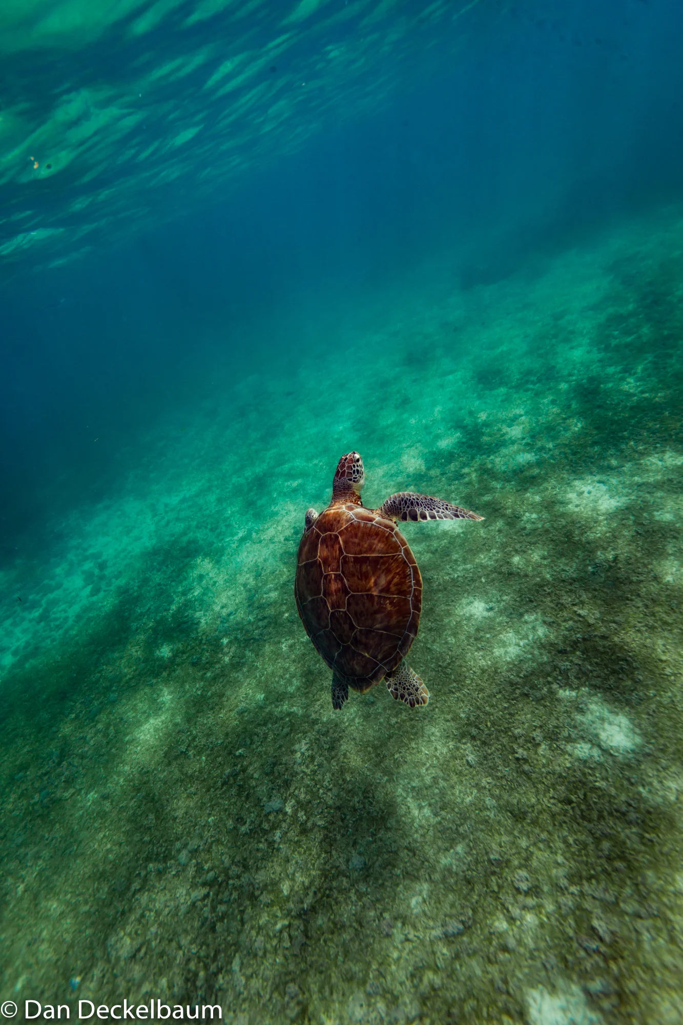 wildlifeMexico2017whaleshark (1 of 1)-11.jpg