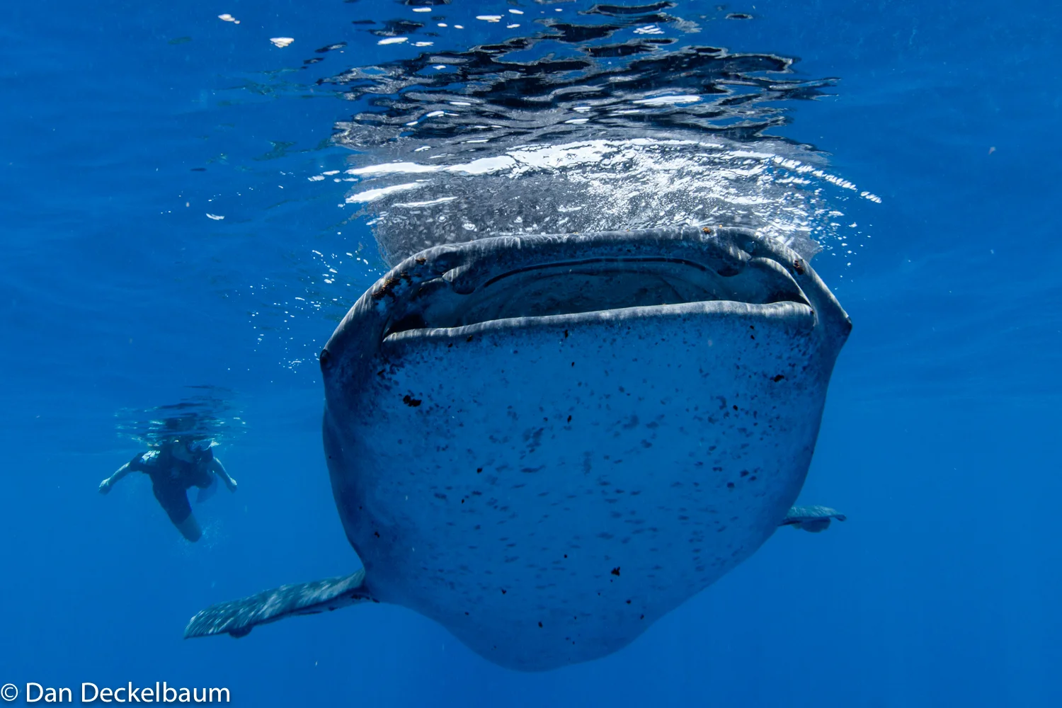 wildlifeMexico2017whaleshark (1 of 1).jpg