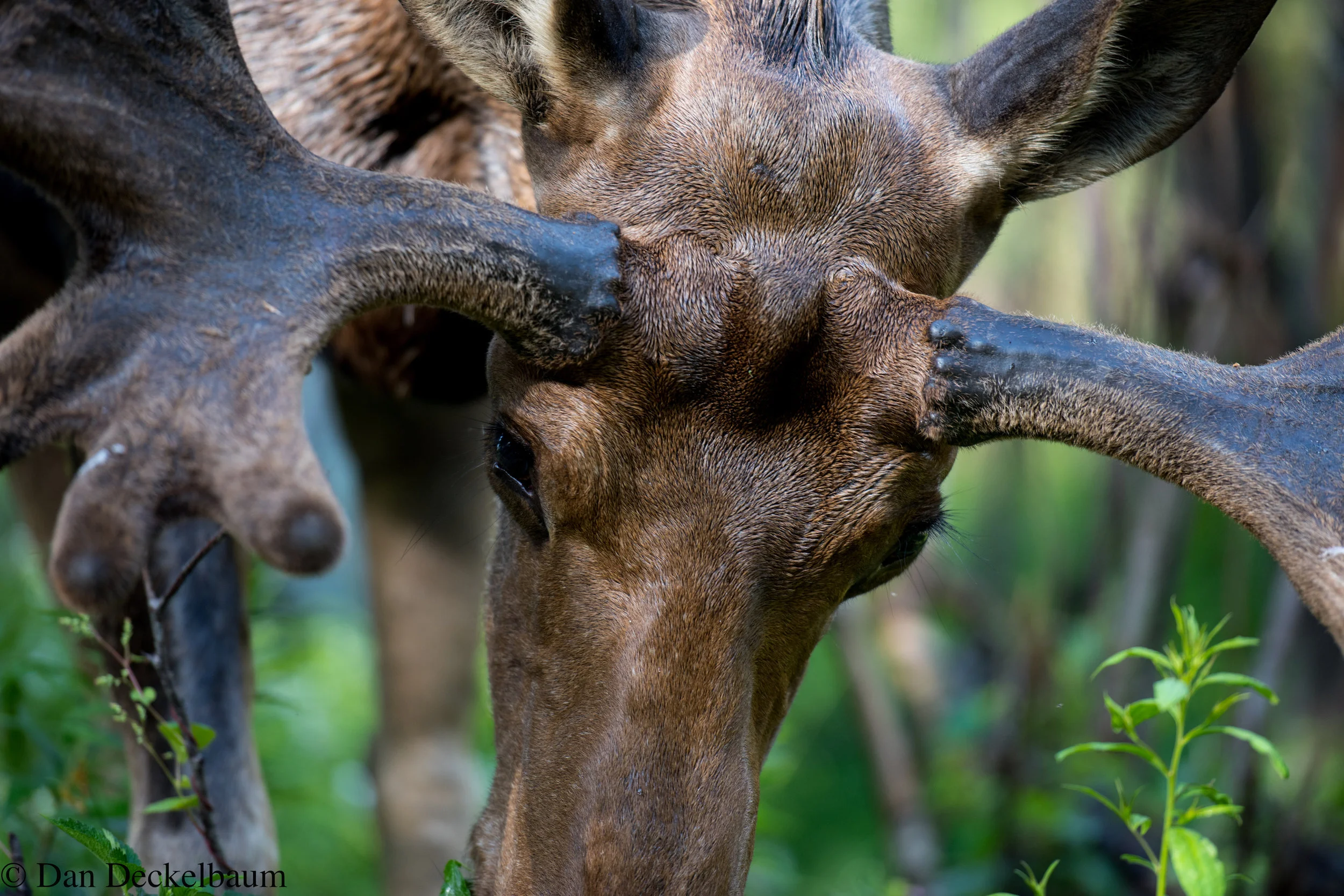 wildlifeTadoussac 2016-0708.jpg