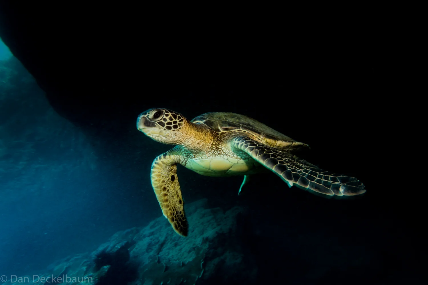 Maui turtle 2017-140.jpg